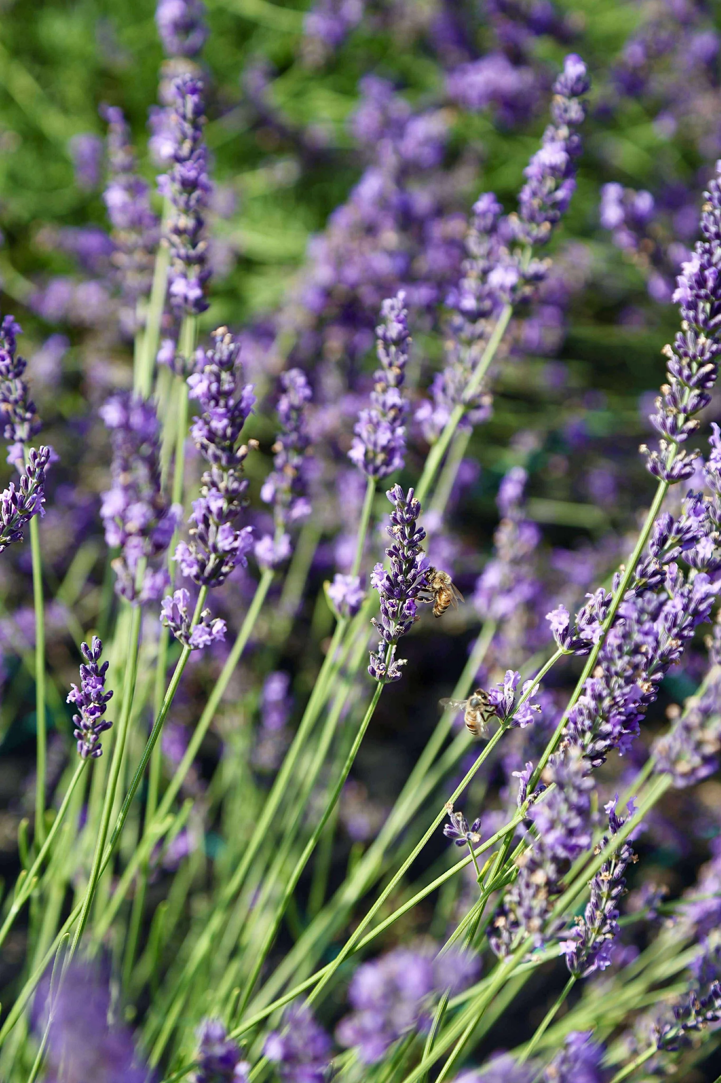 352bc9b3dcc97180715951725abe2d25.JPG (Copy)