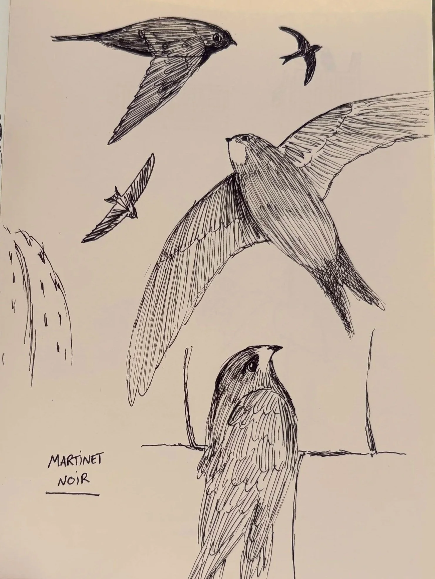 Je dessine pour apprendre le martinet noir