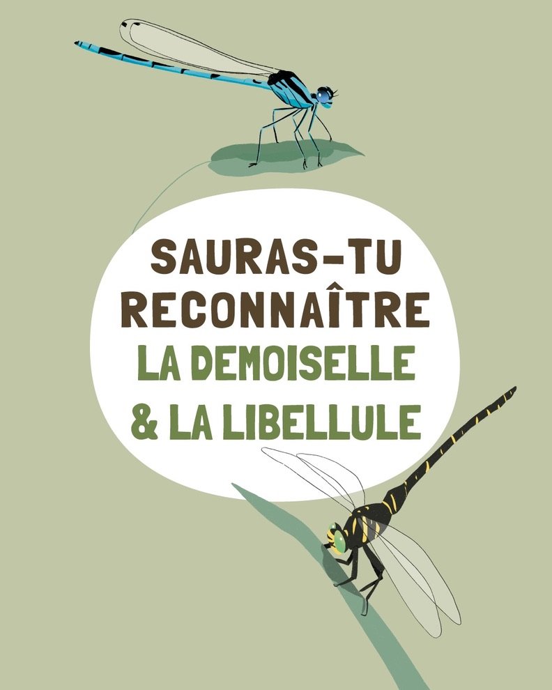 Sauras-tu reconnaître la libellule et la demoiselle ?