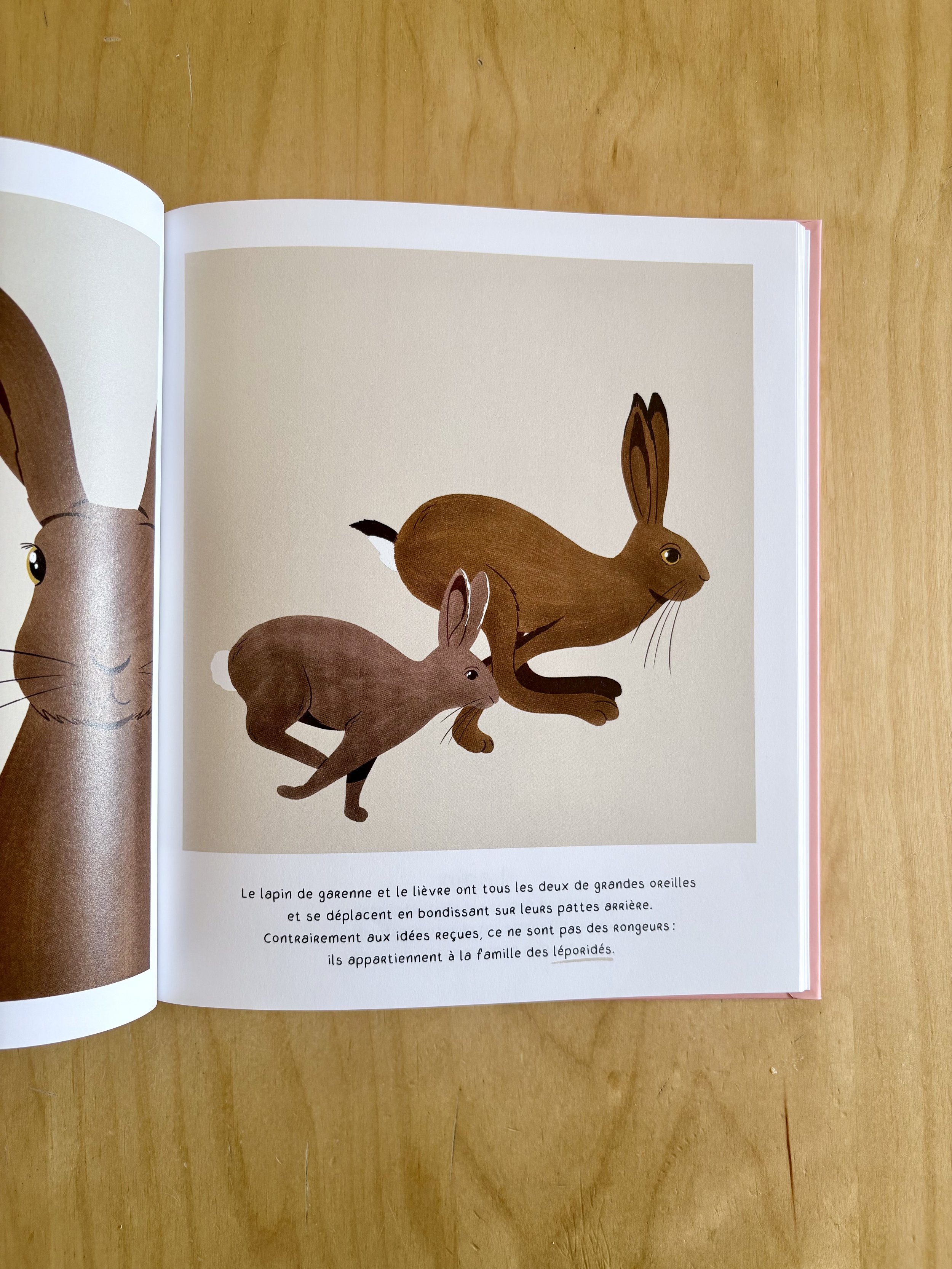 Sauras-tu reconnaître les animaux de la forêt lapin lièvre Marion Monnier Edition Quanto