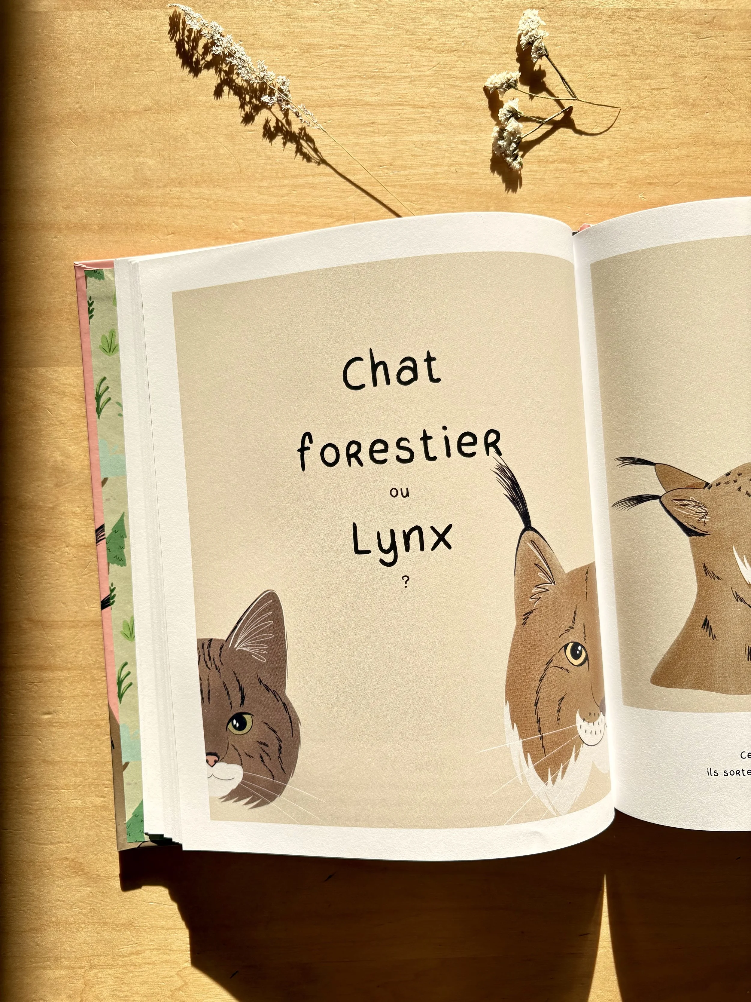 Sauras-tu reconnaître les animaux de la forêt chat forestier lynx Marion Monnier Editions Quanto