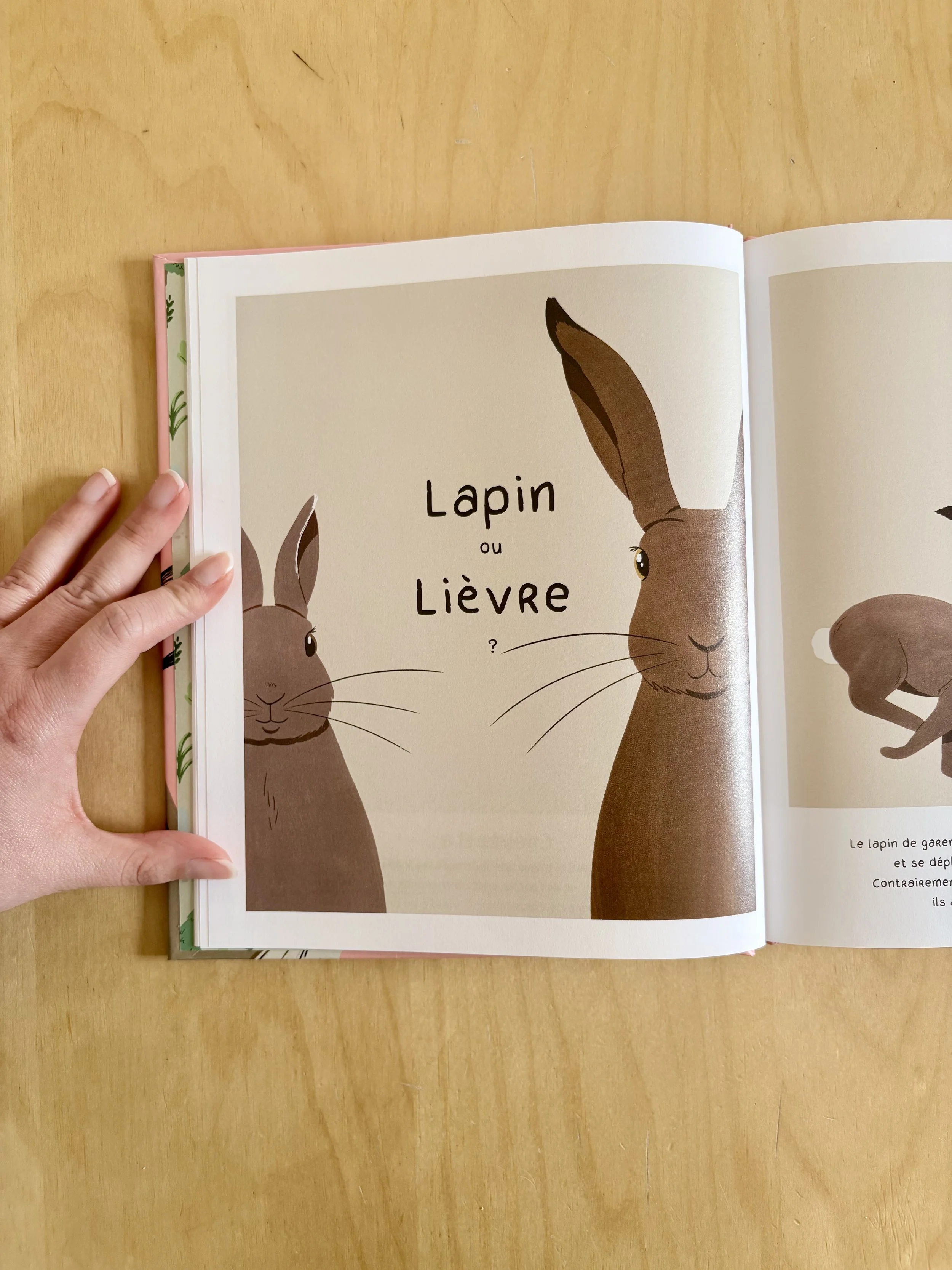 Sauras-tu reconnaître les animaux de la forêt lapin lièvre Marion Monnier Edition Quanto