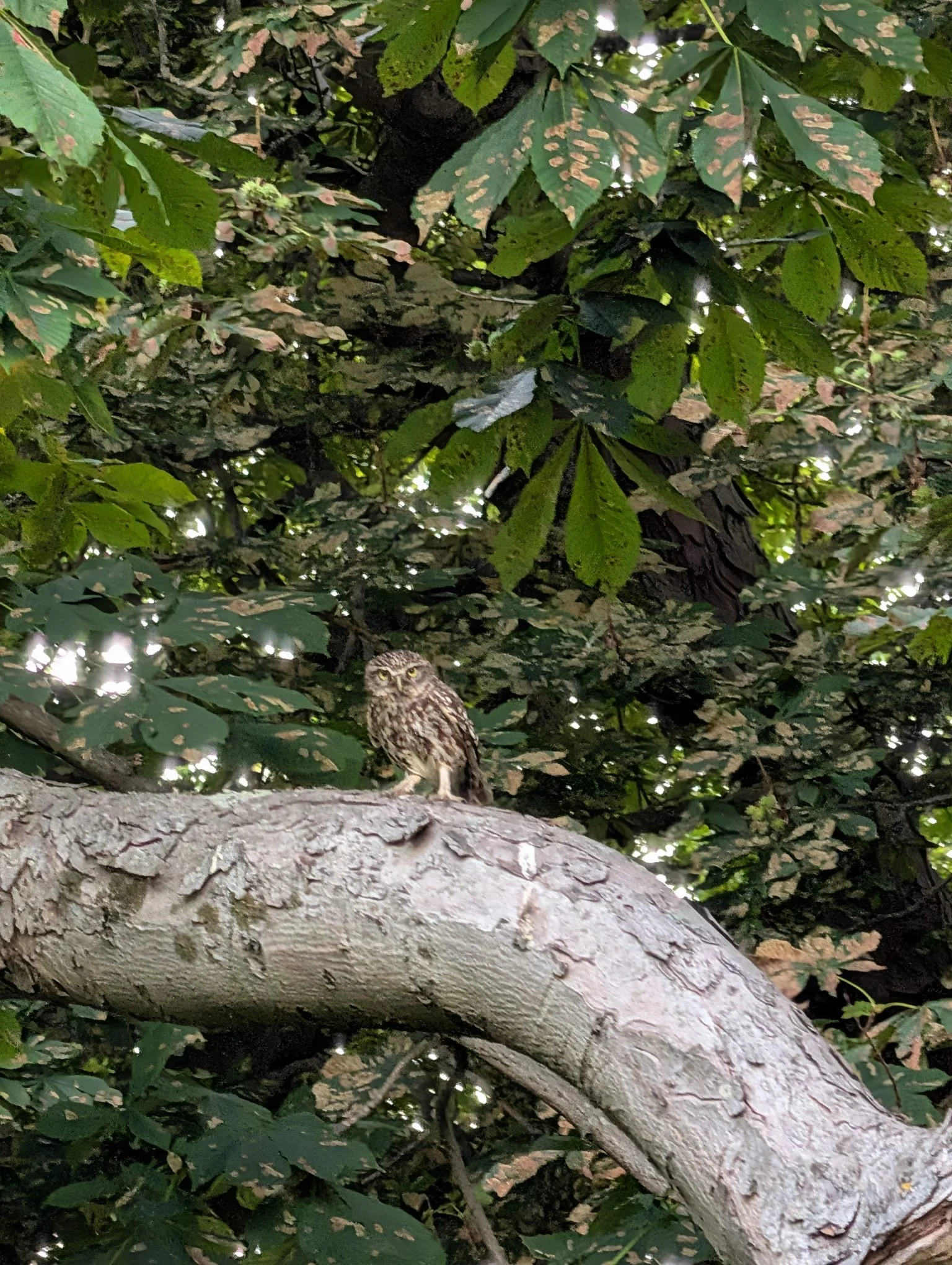 Owl on the Common