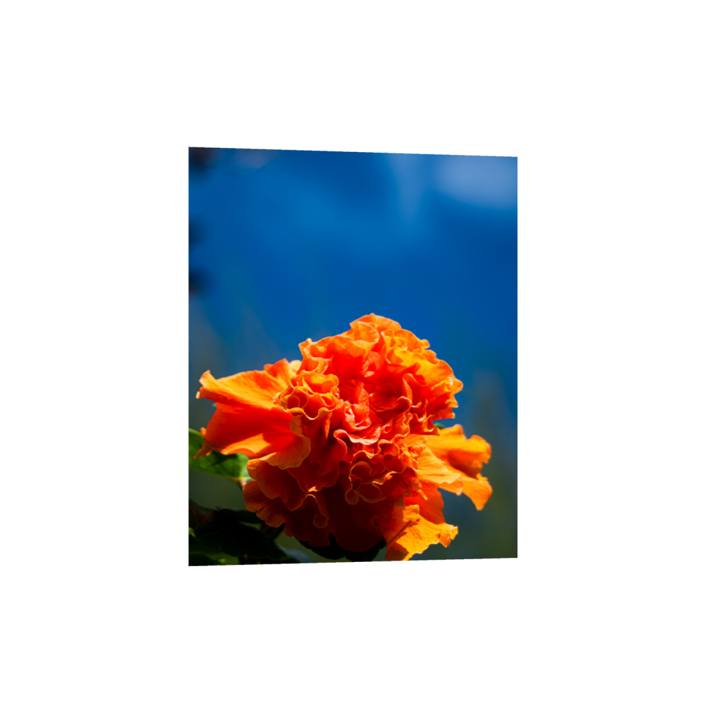 ptq_1_6_0_890_3376_4220_0_false_ffffff_0_0_.png
