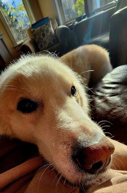 Rhett the snuggle bug.JPEG