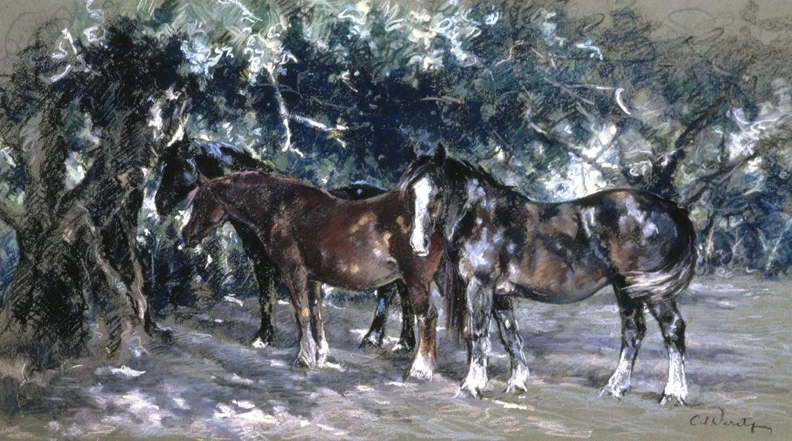 CV-dappled shade.jpg