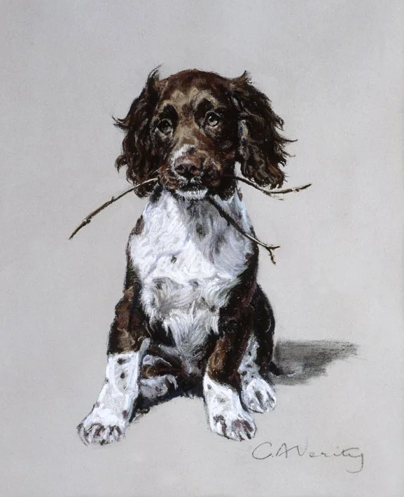 CV-spaniel-lores.JPG