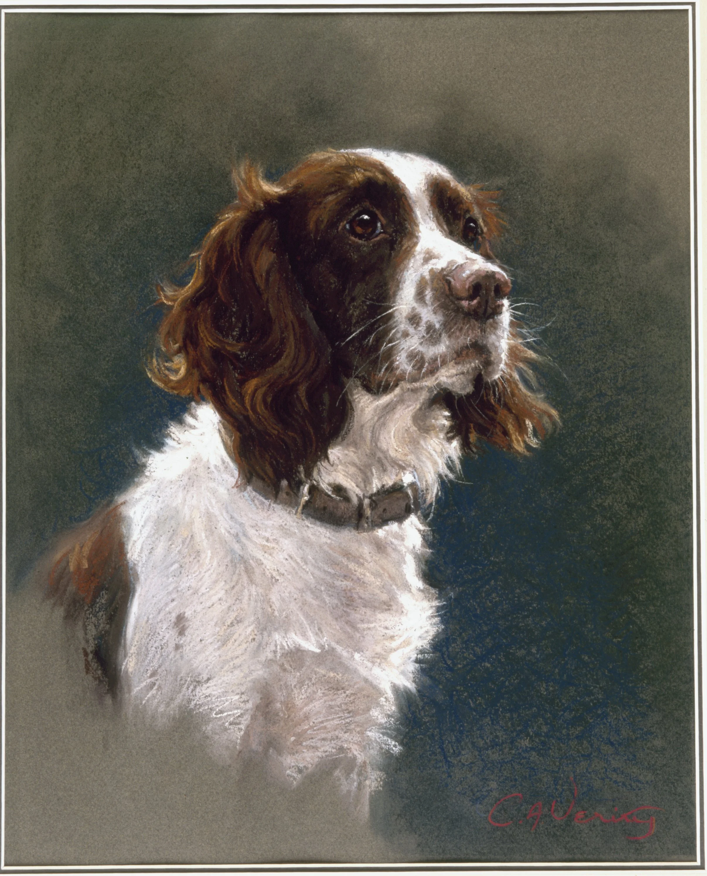 Spaniel.JPG