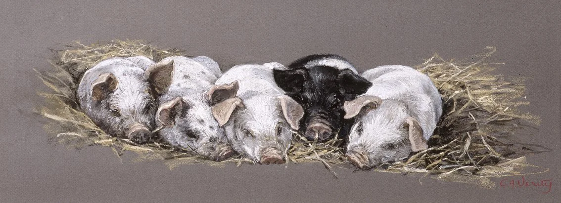 CV-piglet snooze.jpg