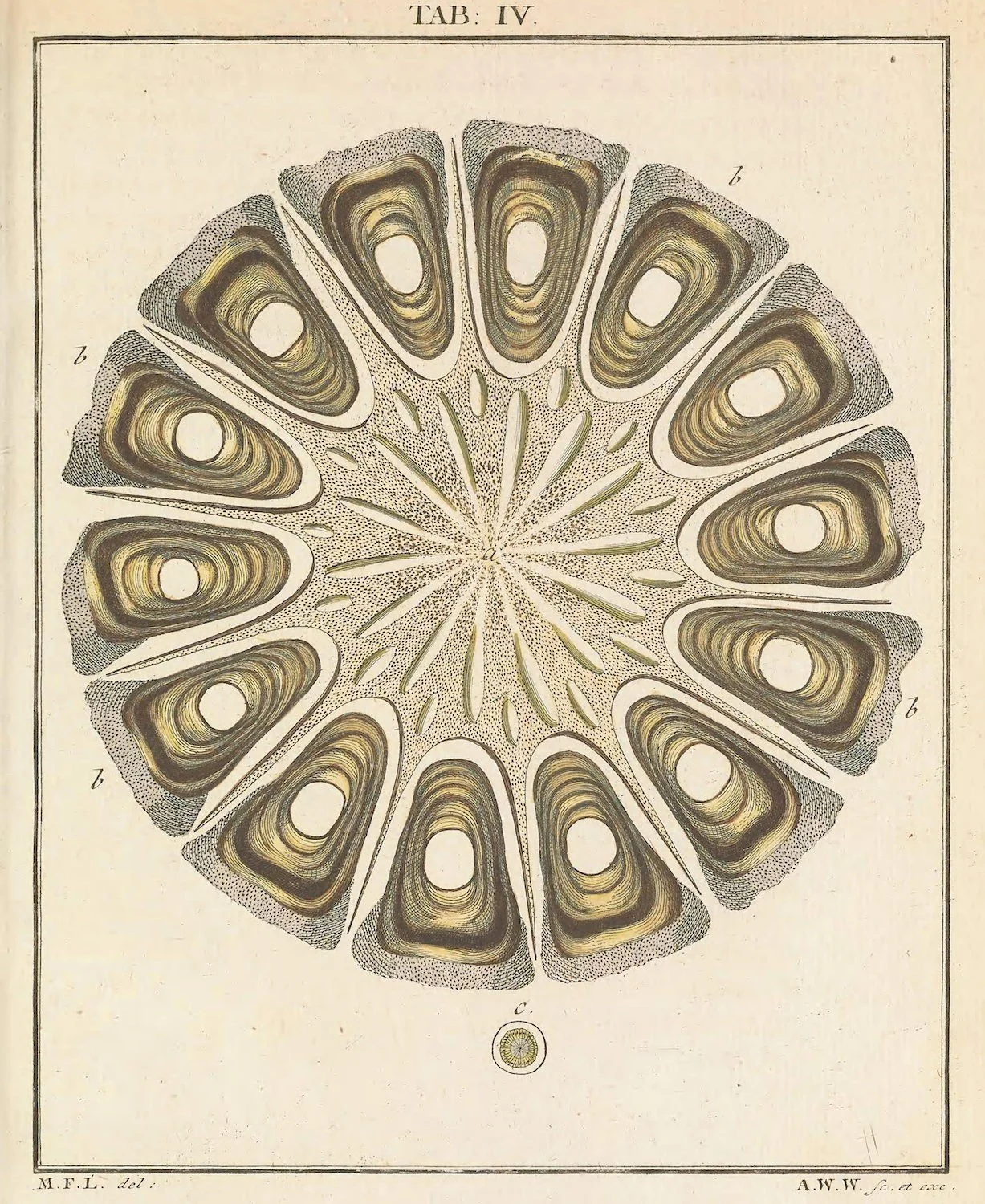 A willow mallow seed under the microscope, its parts arranged in a ring. Martin Frobenius Ledermüller, 1764–68.