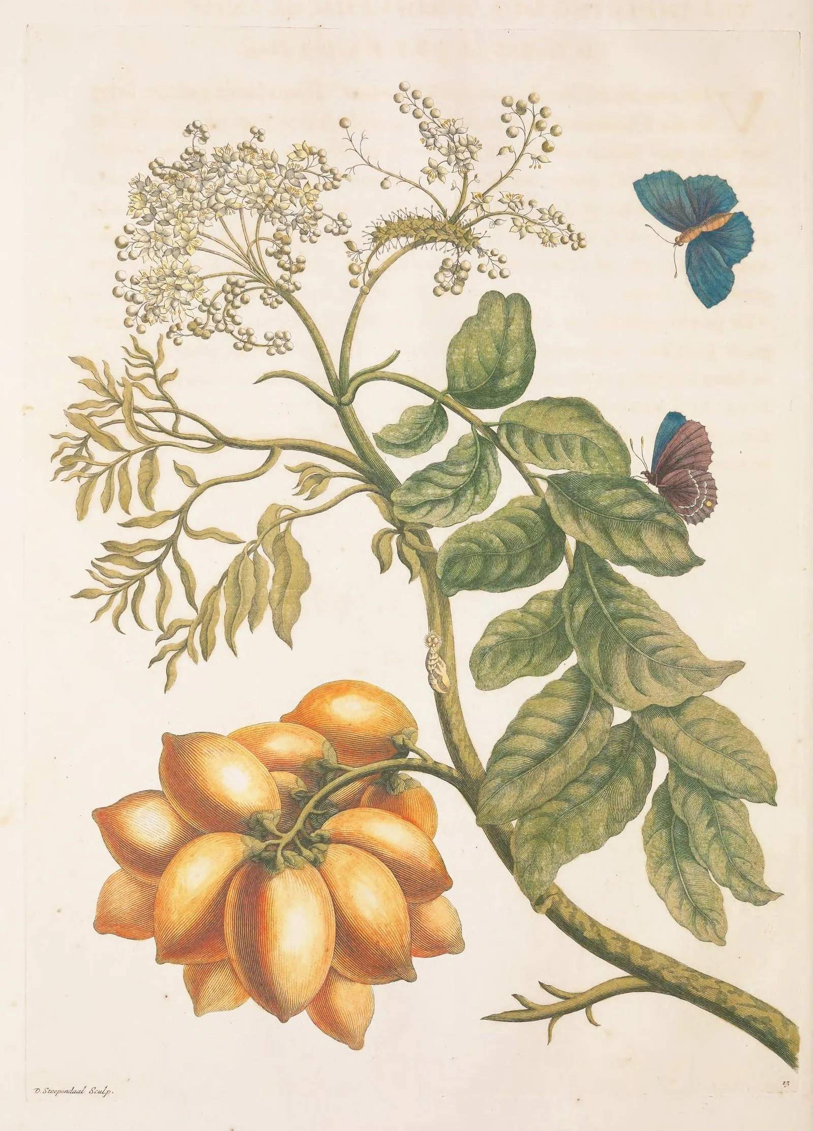 A caterpillar, chrysalis and butterfly on a flowering plant. From Metamorphosis Insectorum Surinamensium by Maria Sibylla Merian, 1705.
