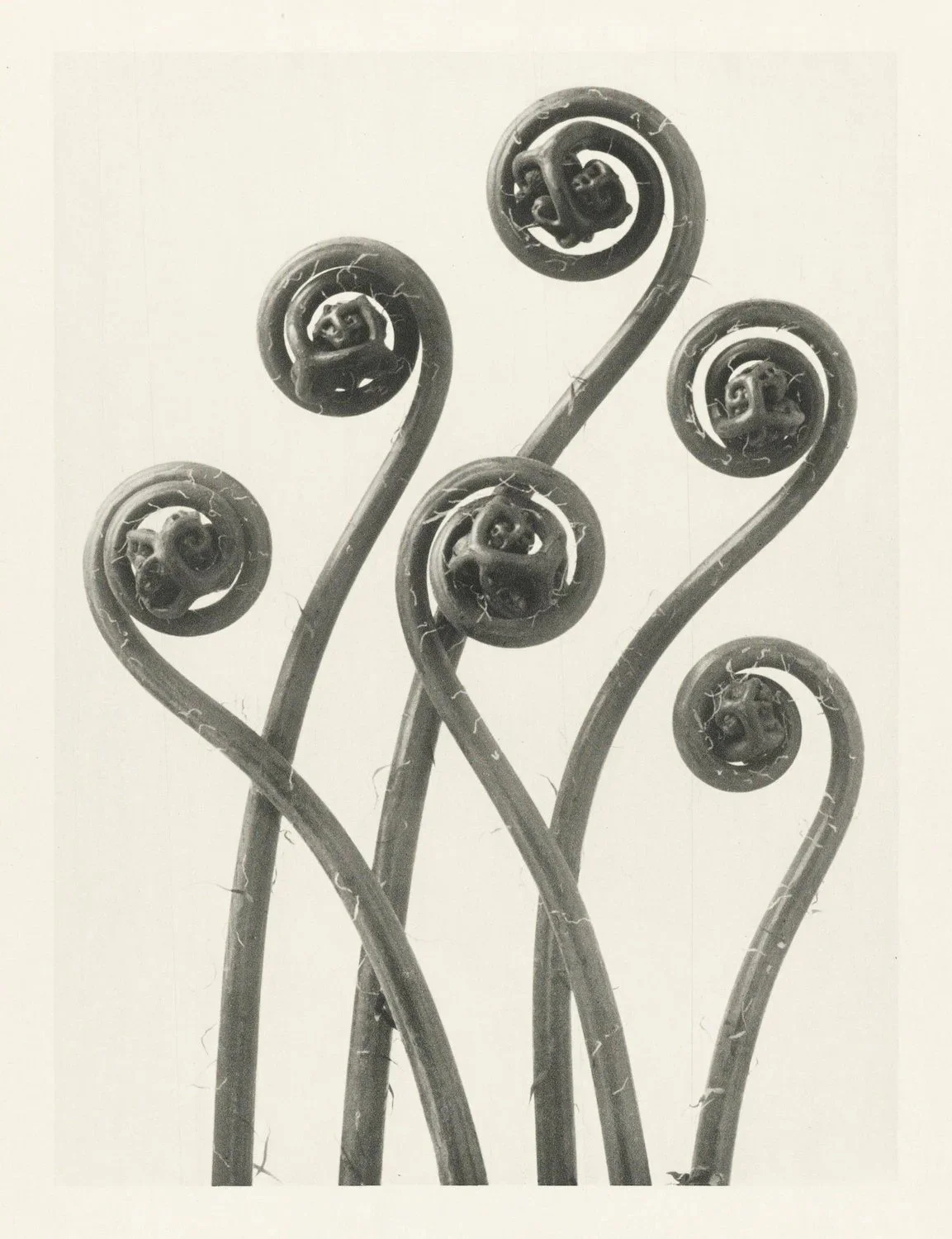 Six young maidenhair fern fronds, each uncurling in a spiral. Photograph by Karl Blossfeldt.