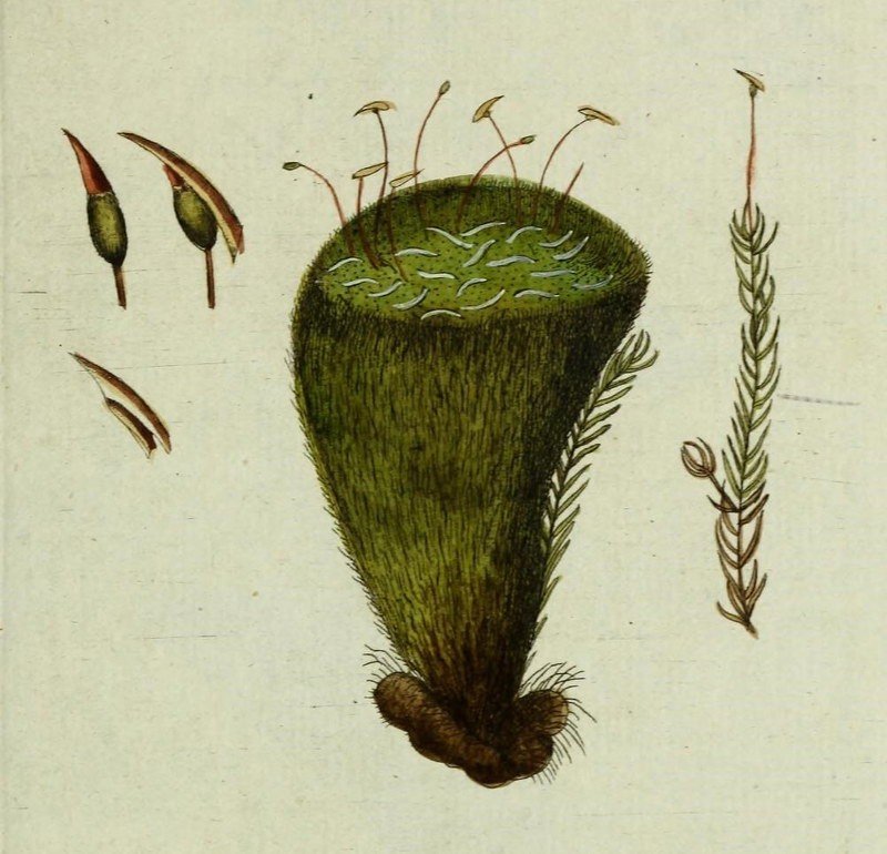 A moss, Bryum glaucum, with its spore capsule drawn large. Botanical engraving, 1788.