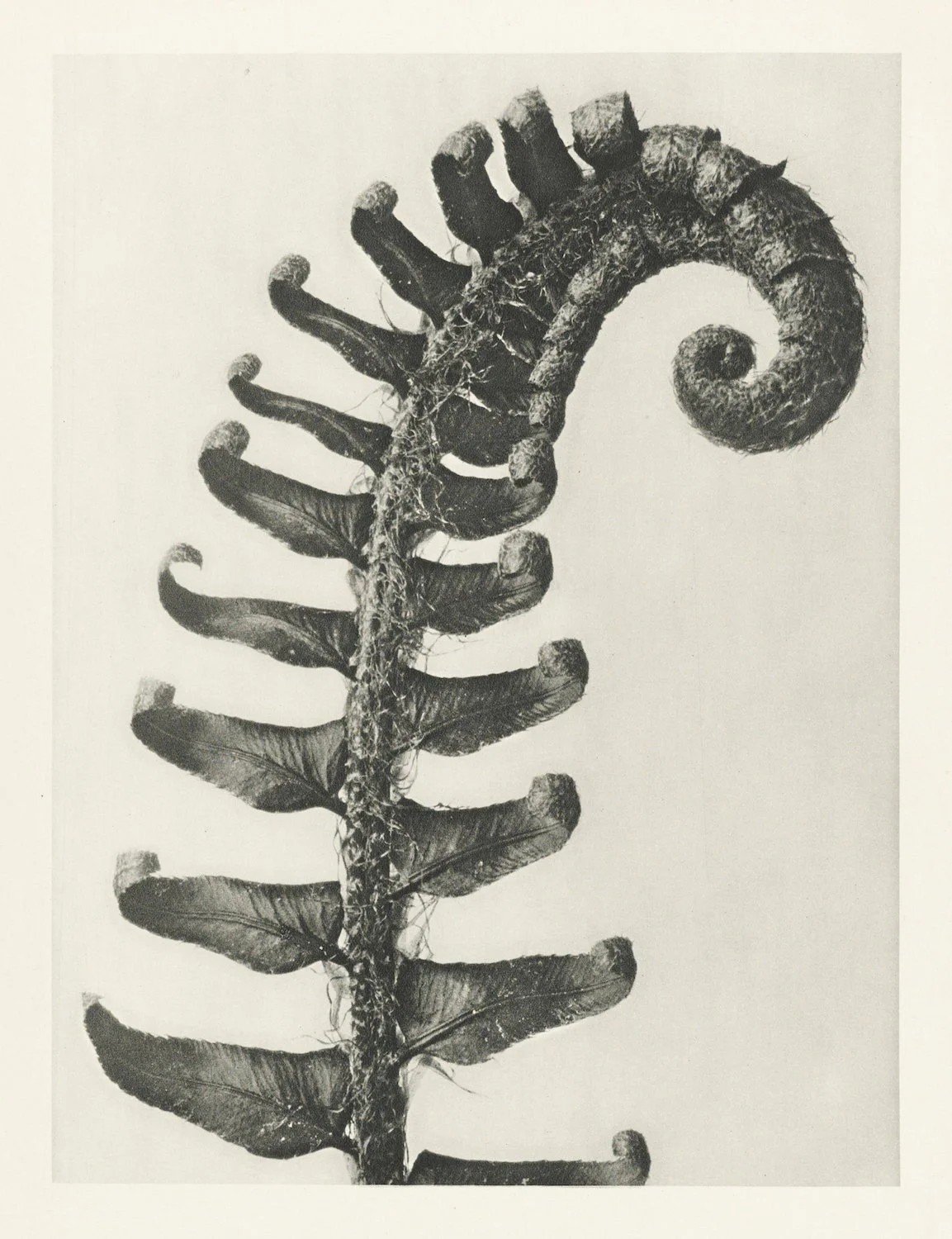 A fern frond opening out from its curl. Photograph by Karl Blossfeldt.