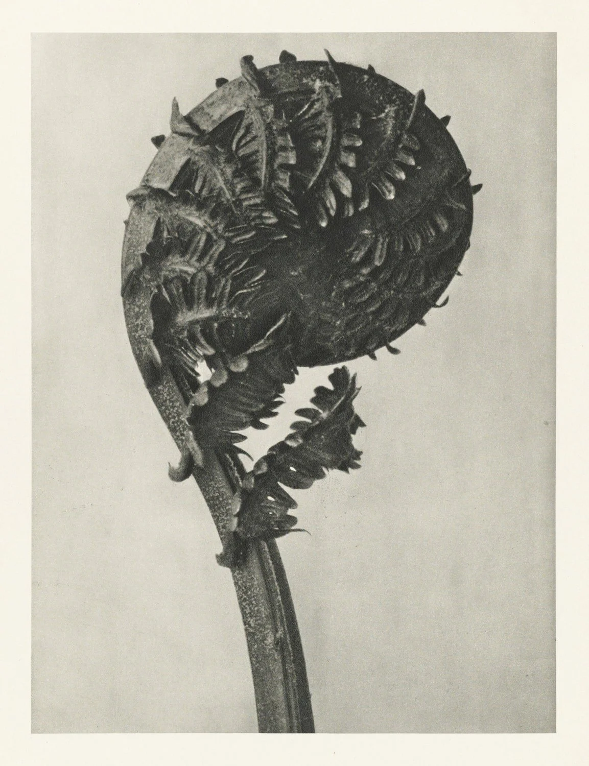A young ostrich fern frond, still tightly curled. Photograph by Karl Blossfeldt.