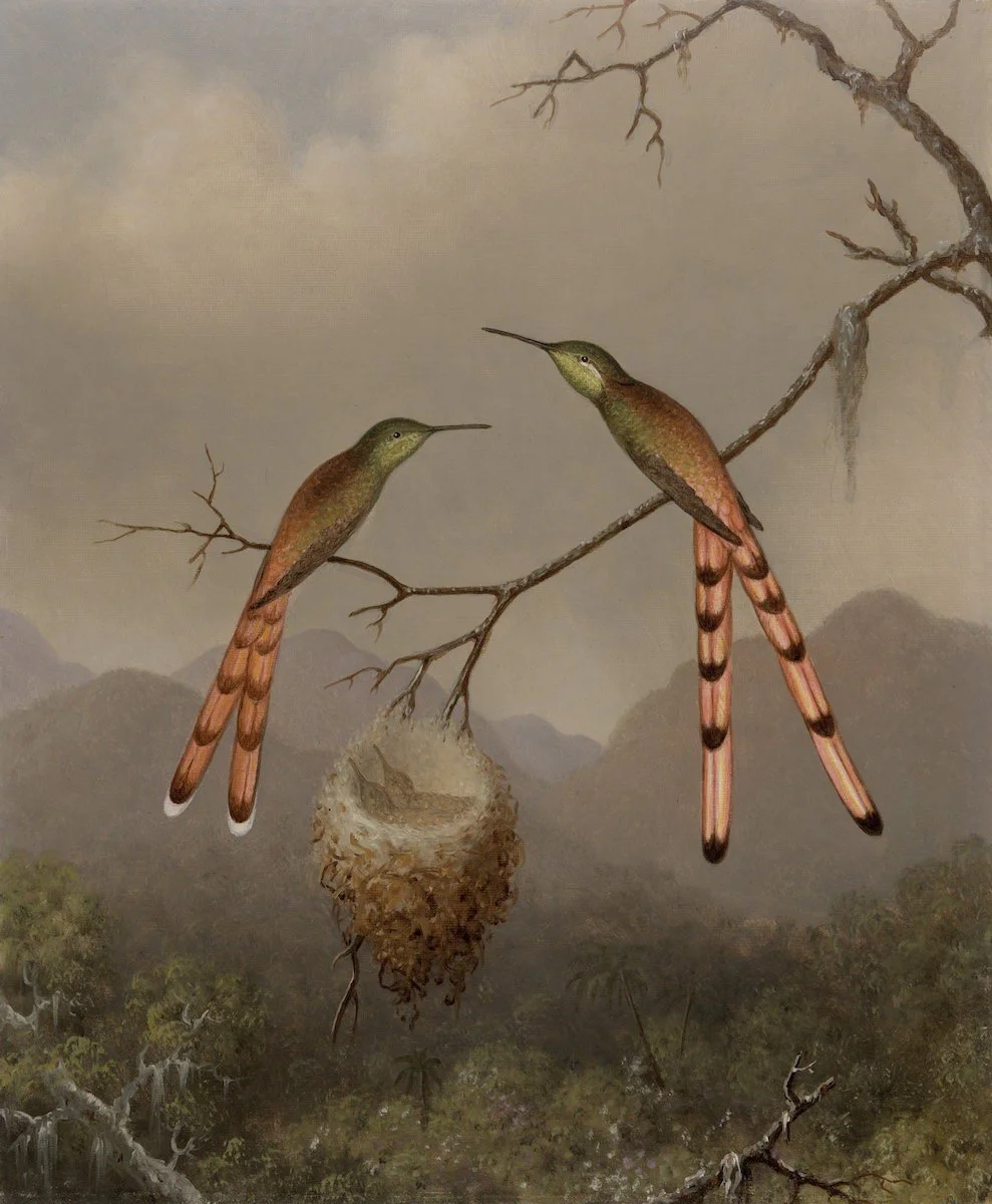 Two hummingbirds beside their nest. Painting by Martin Johnson Heade.