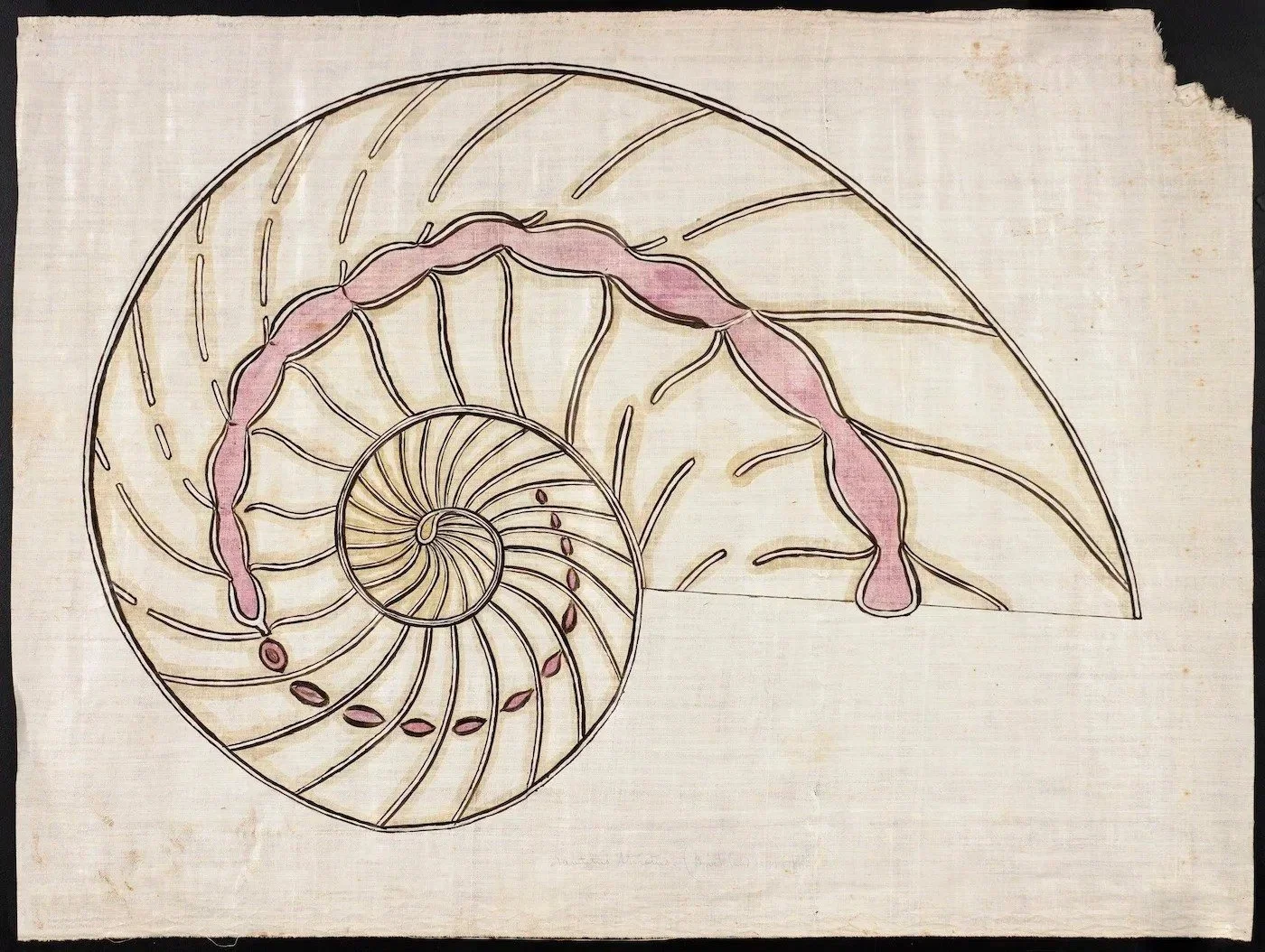 Hand-drawn nautilus shell in cross-section, showing its spiral chambers