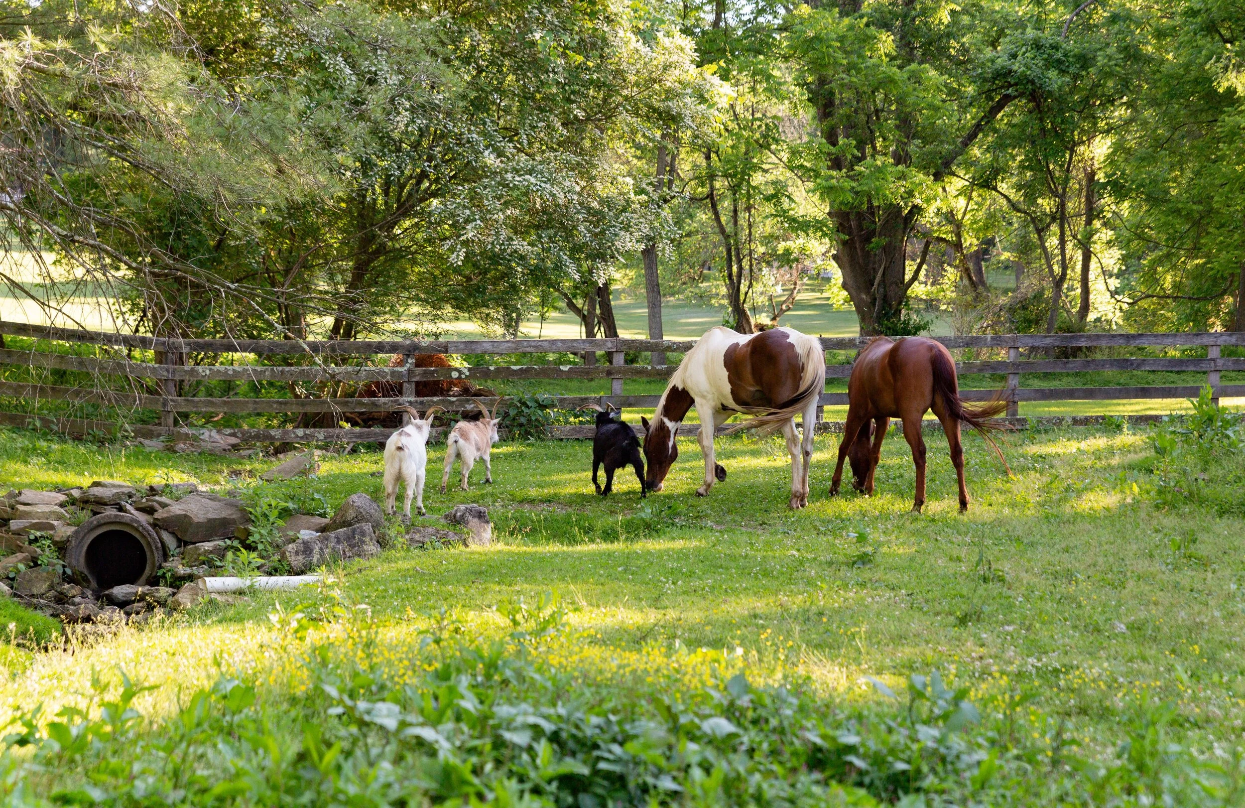 Horses and goats at Wishing Star Farm