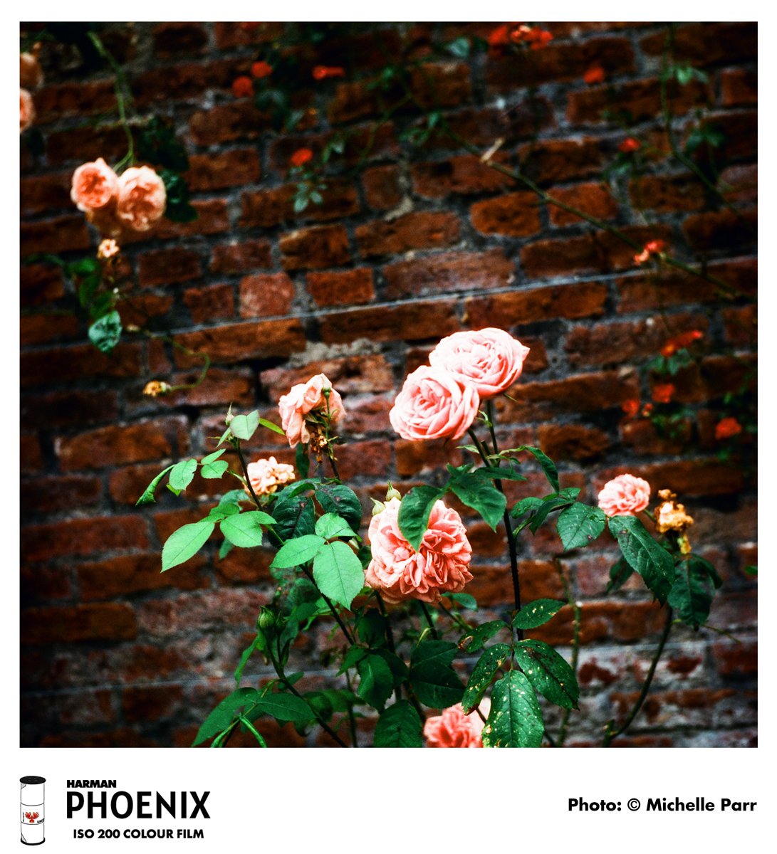 Michelle-Parr---Roses-on-Bricks.jpg