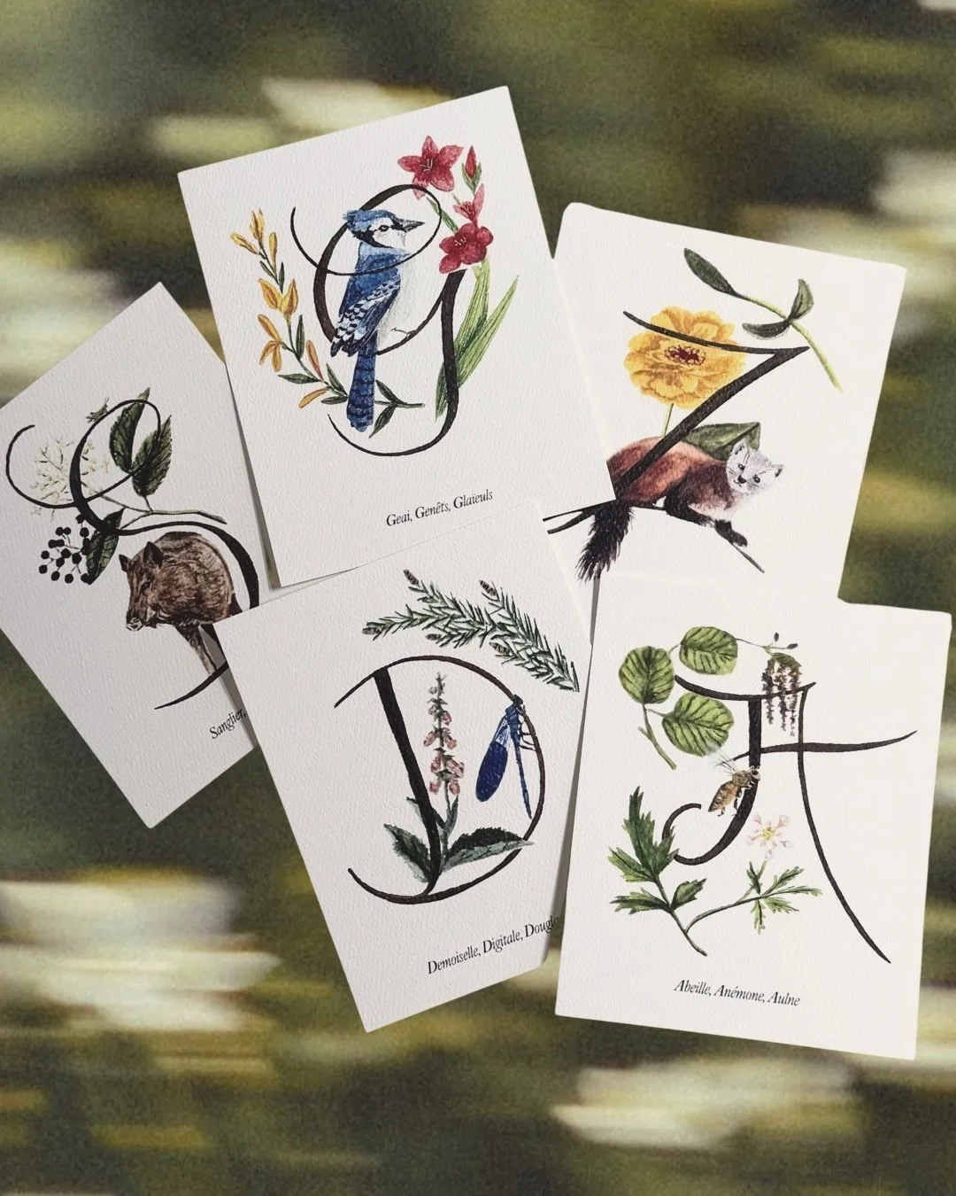 Individual Cards - LudoLudo.jpg