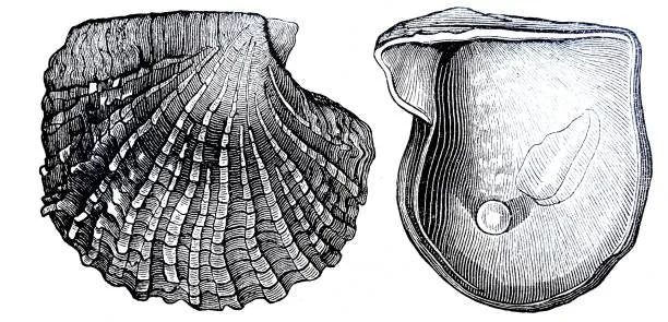 Vintage scientific illustration of a scallop shell and a clam shell.