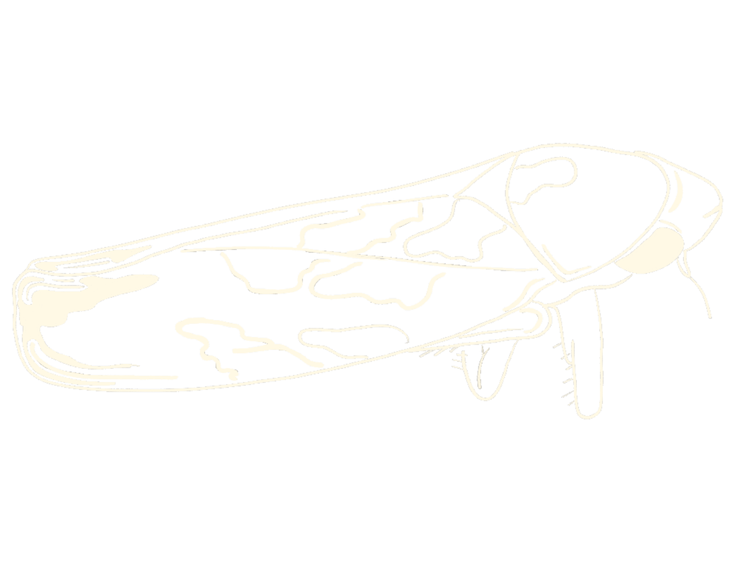 How To Draw A Leafhopper