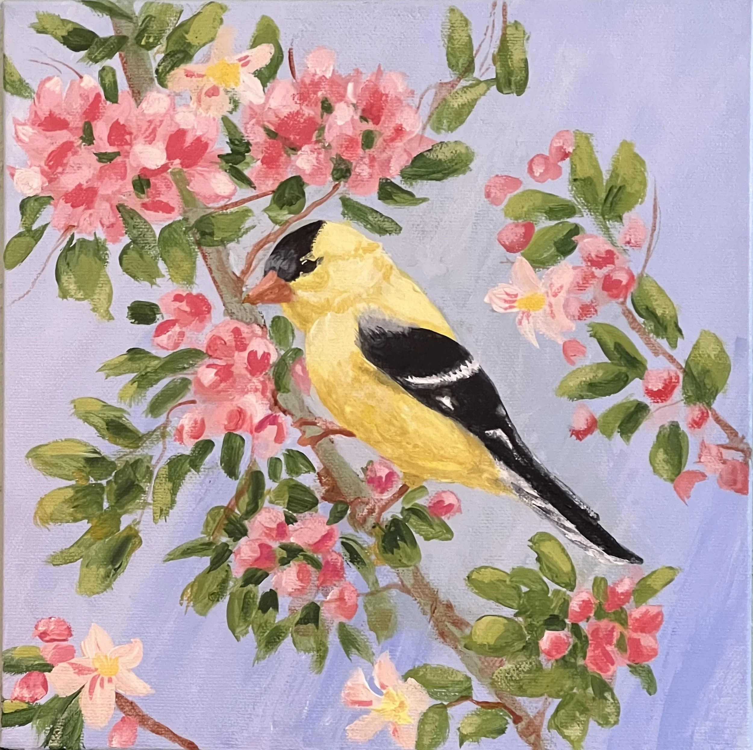 Goldfinch with Apple Blossums.jpg