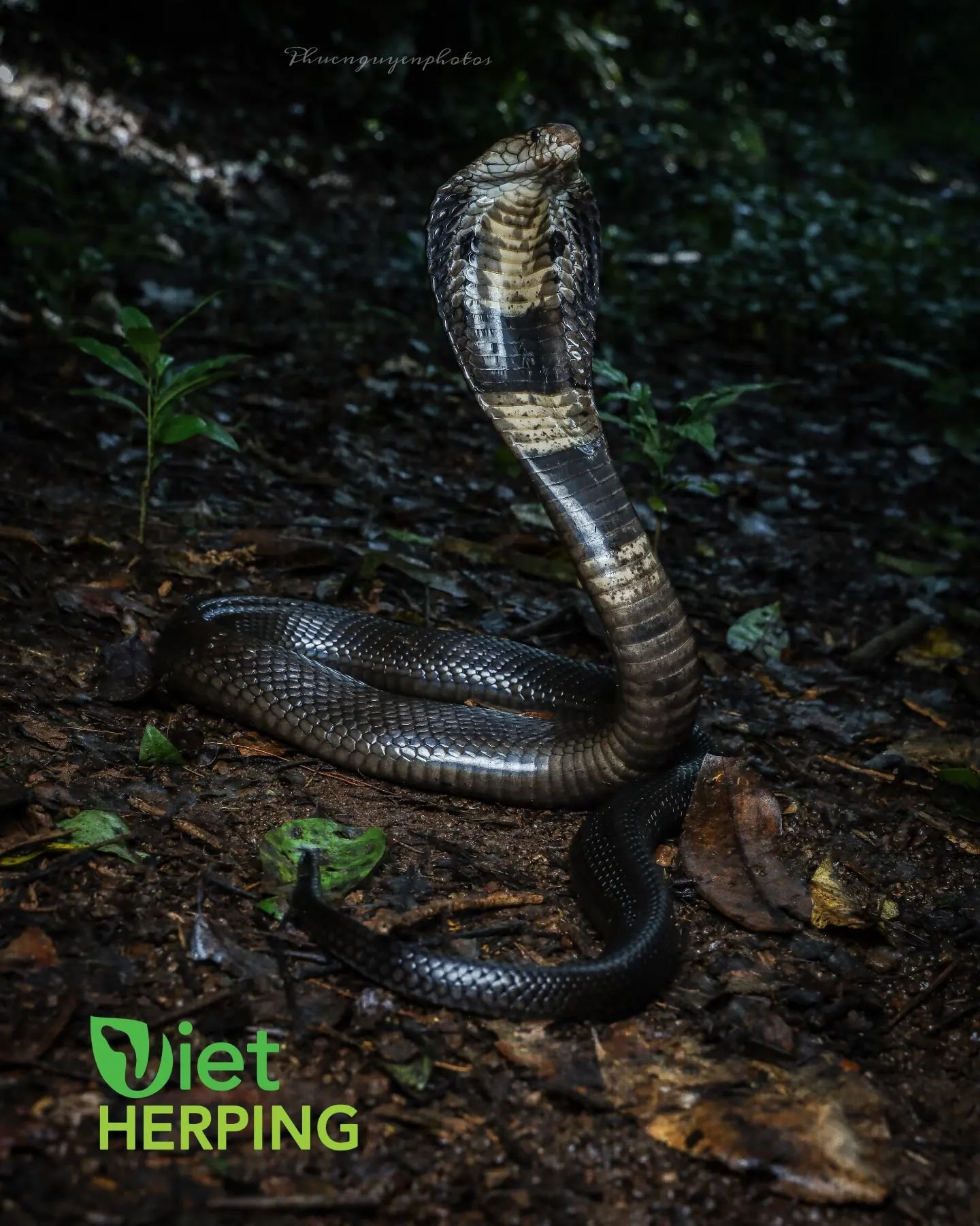 Walking in the forest at the time when the first rains fell to wash away the forest after the long dry season, I met a guy who was hunting, he must have been quite hungry and angry &ndash; monocled cobra &ndash; Naja kaouthia.
#instagood #photoofthe