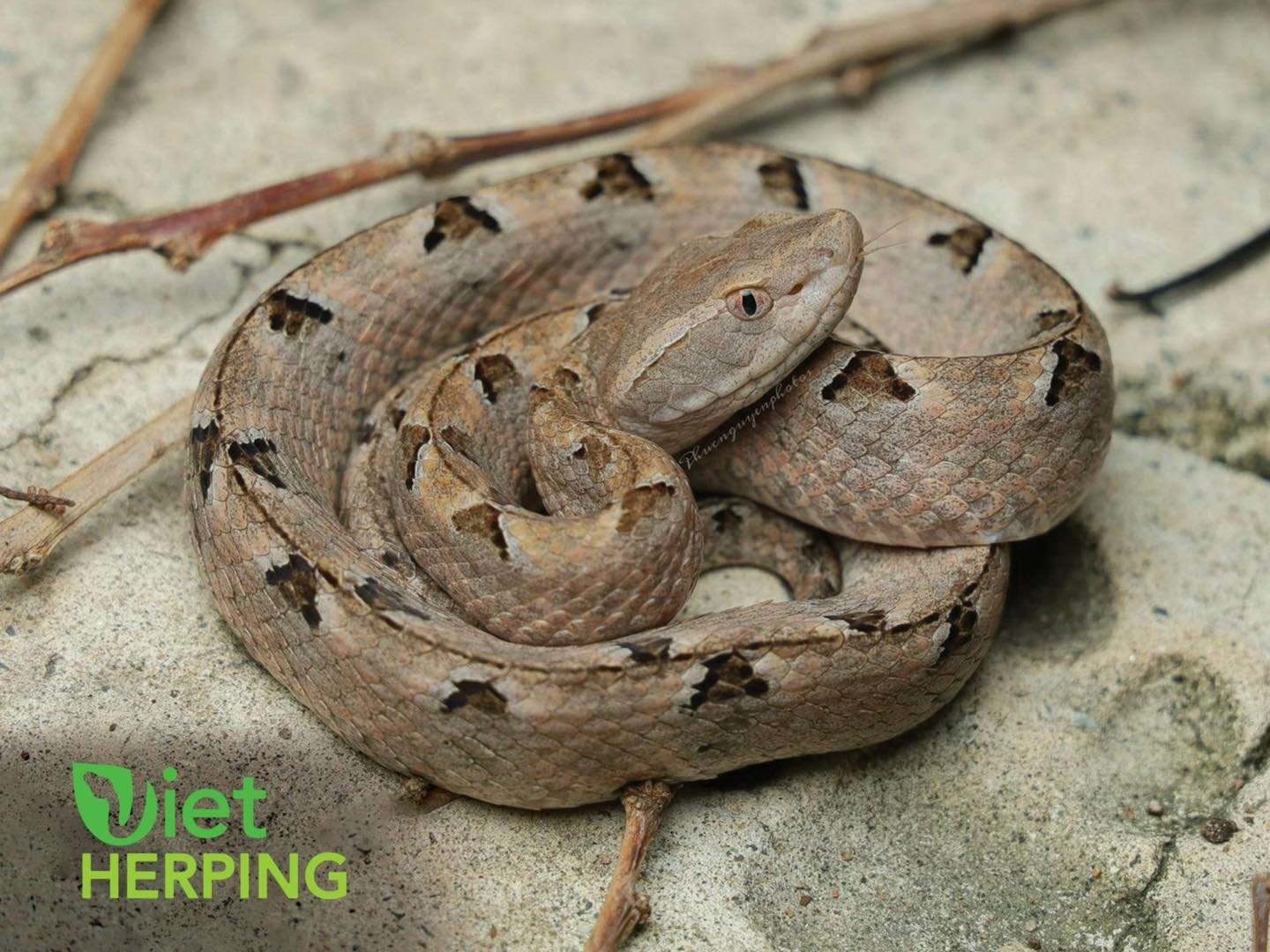 A trip to survey snakes at people's houses in the sand dunes. In one night we met more than 10 Malayan pit viper ,one of the very common viper snakes in Vung Tau, they live in plantations, under dry leaves, overgrown bushes, so it is difficult to fin
