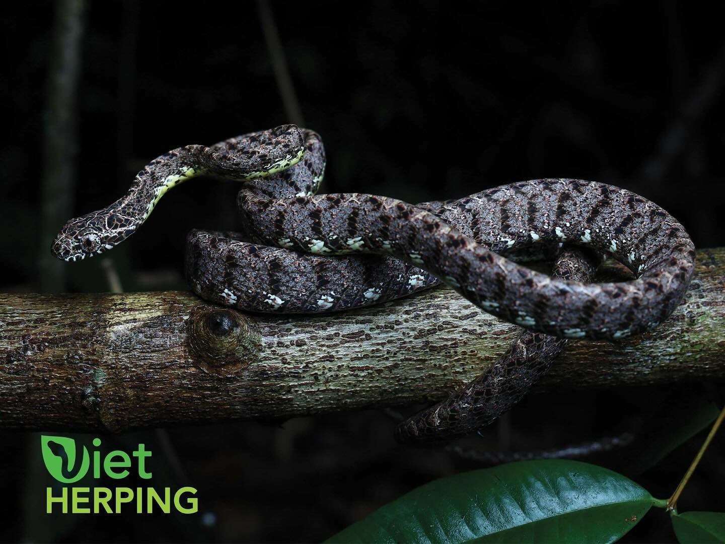 During our recent trip, we photographed a Jasper cat snake, a rare snake species from Vietnam.

#instagood #photooftheday #beautiful #nature #tour #venomous #tropicalherping #mantisofinstagram  #herping #herpingtheglobe #vietnam #snake #photography #
