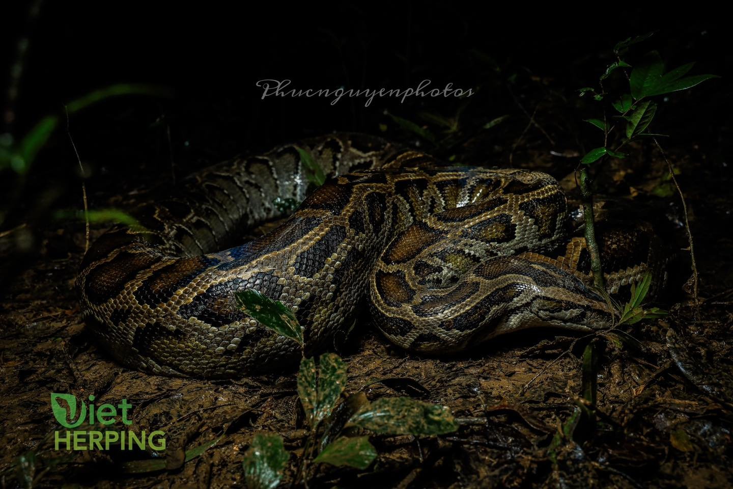 A memorable dry season Herping trip at the Dong Nai Cultural Nature Reserve with a lot of luck. We found a python lying along the stream waiting for the prey

#instagood #photooftheday #beautiful #nature #tour #venomous #tropicalherping #mantisofinst