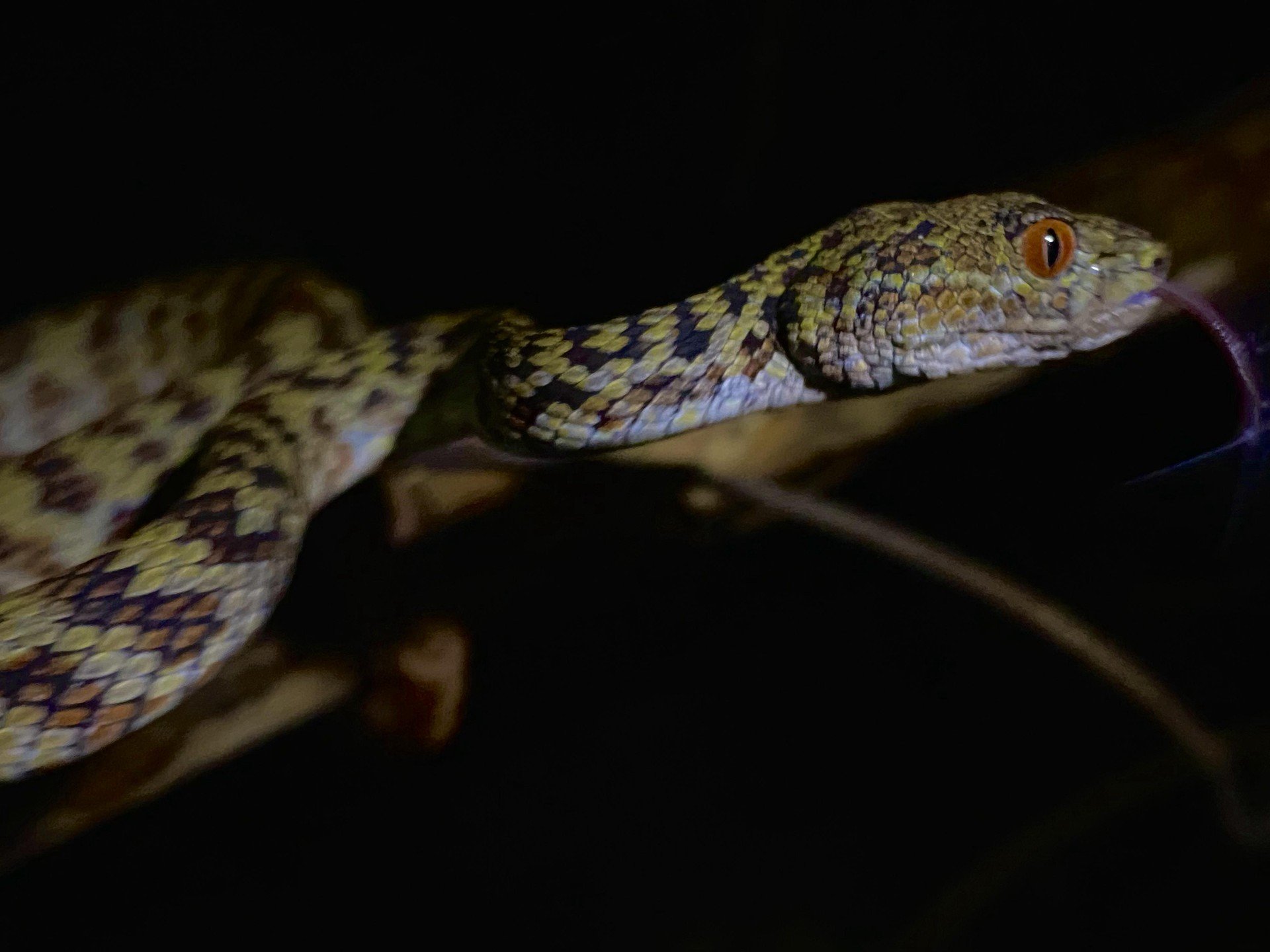 Found this stunning beauty on Hon Son Island! The Hon Son Pit Viper is endemic to this island and finding two nestled together was unreal! Had to crawl through a cave to meet them, but totally worth it for this once-in-a-lifetime experience! #honsoni