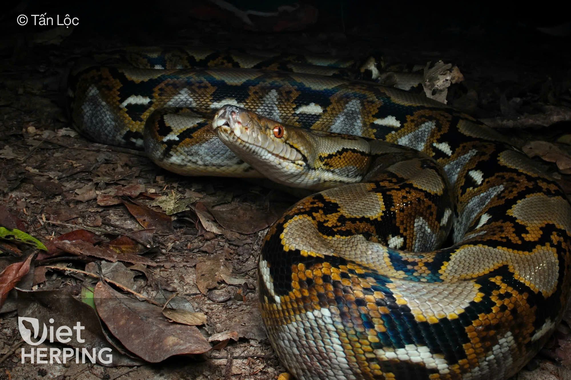 Malayopython reticulatus