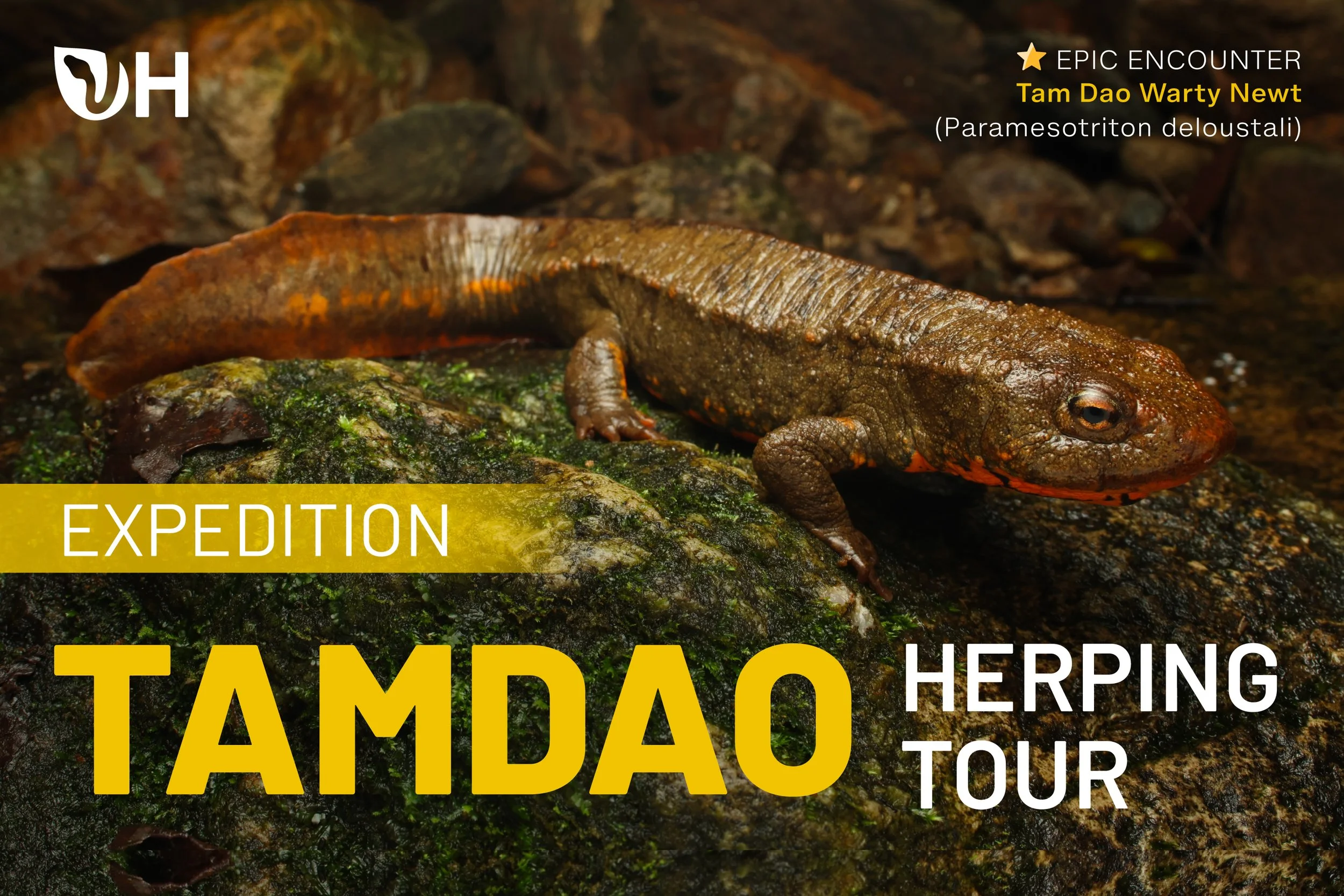 Tam Dao National Park Herping Tour (Intermediate)