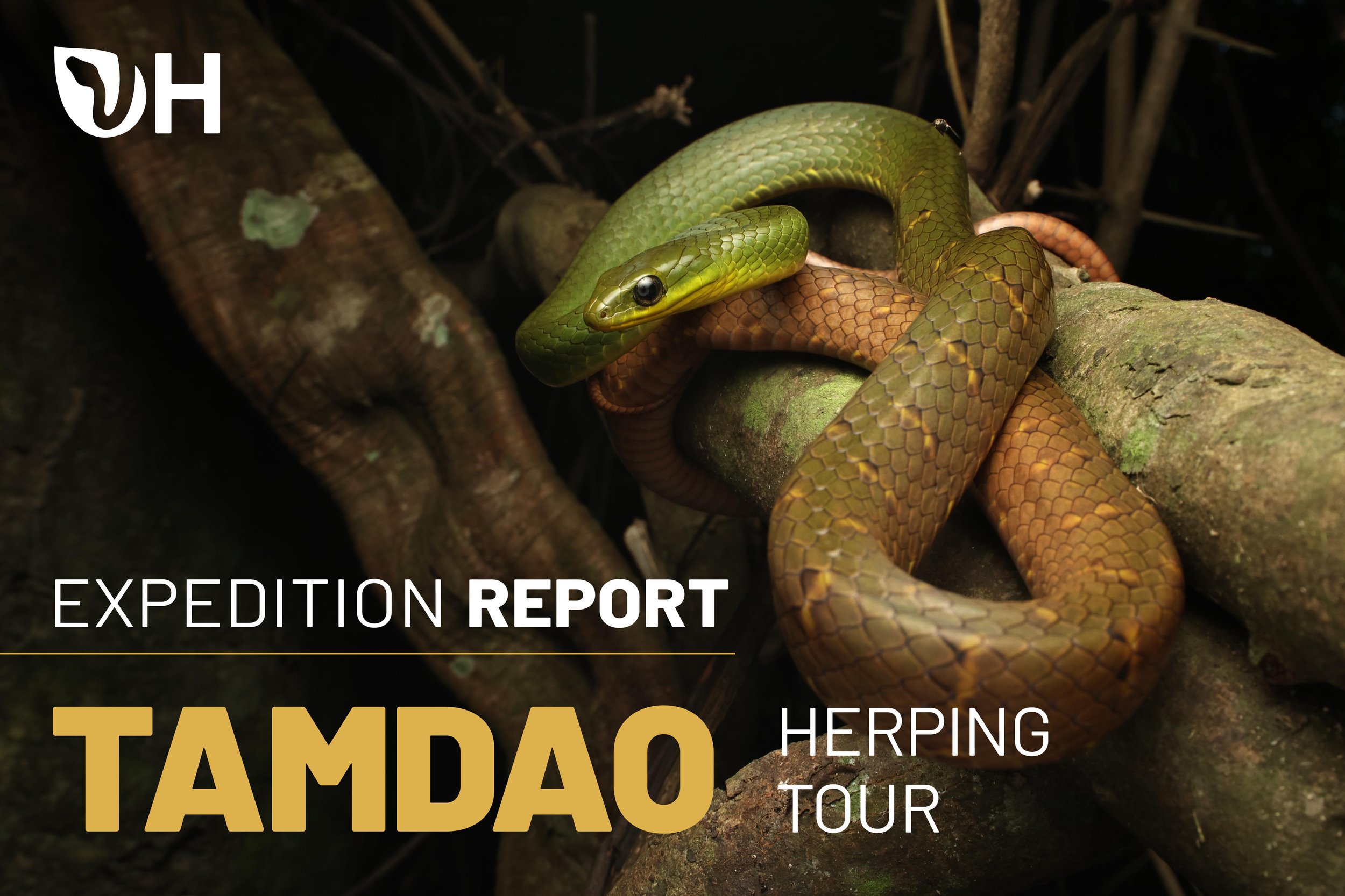Tam Dao Herping Tour Report (July - October 2025)