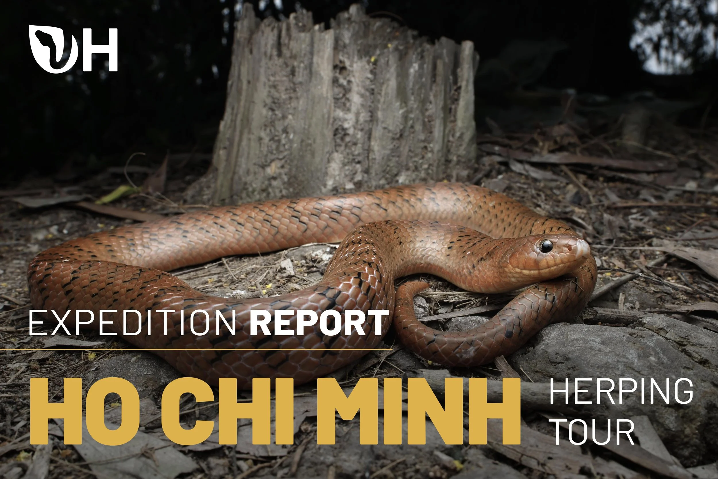 Ho Chi Minh City Herping Tour Report (May -  November 2025)