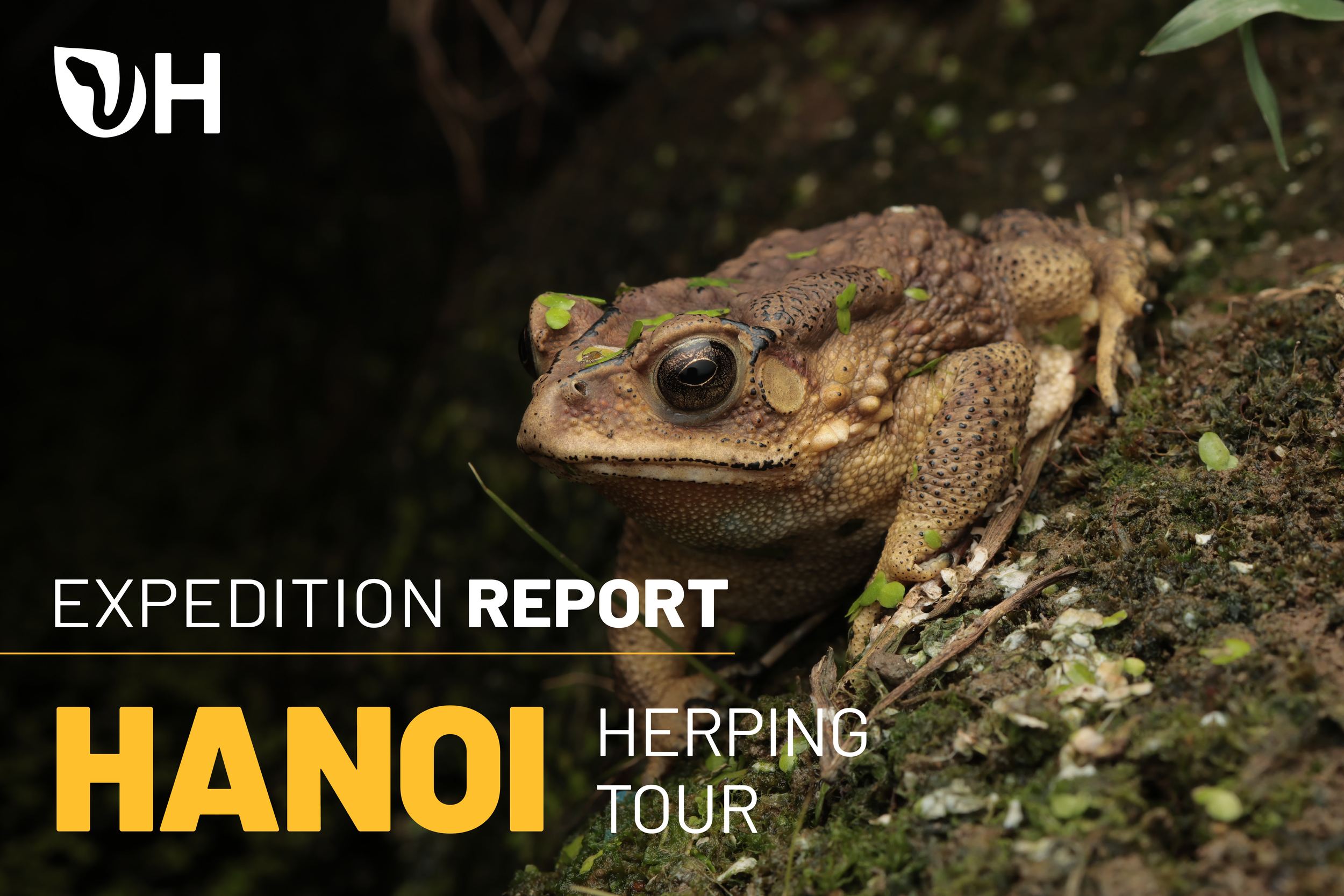 Hanoi Herping Tour Report (March 2026)