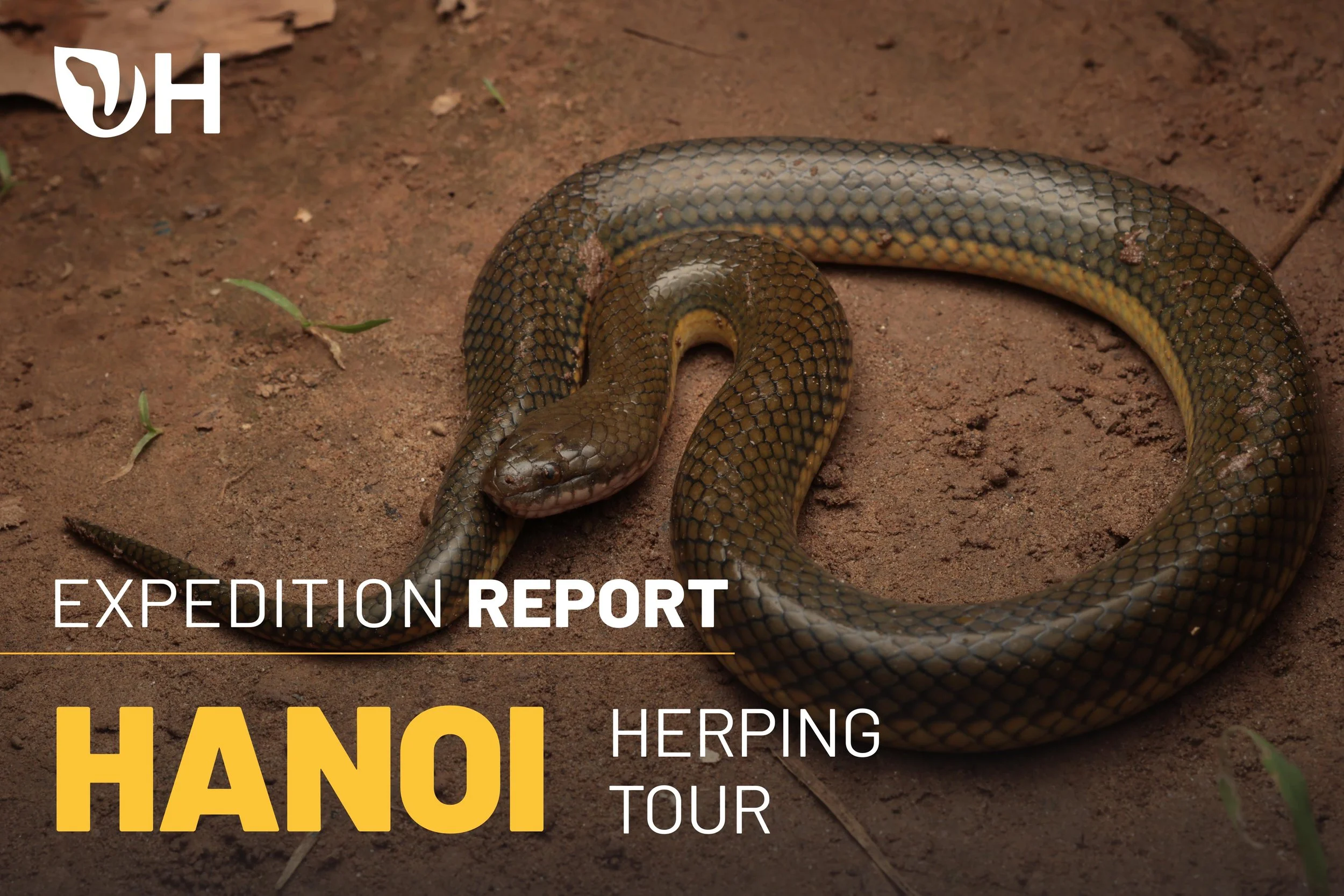 Hanoi Herping Tour Report     (May 2026)