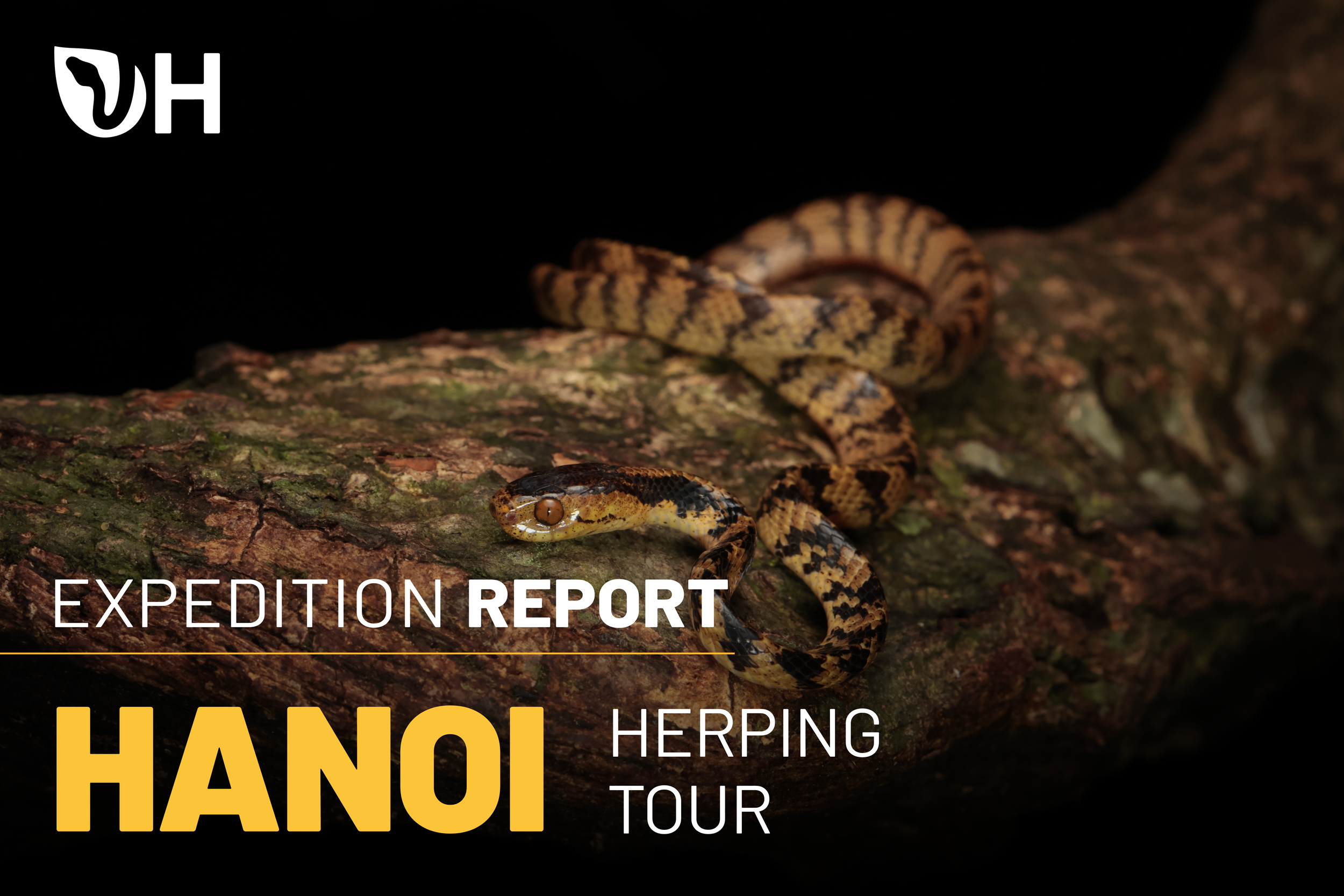 Hanoi Herping Tour Report    (April - May 2026)