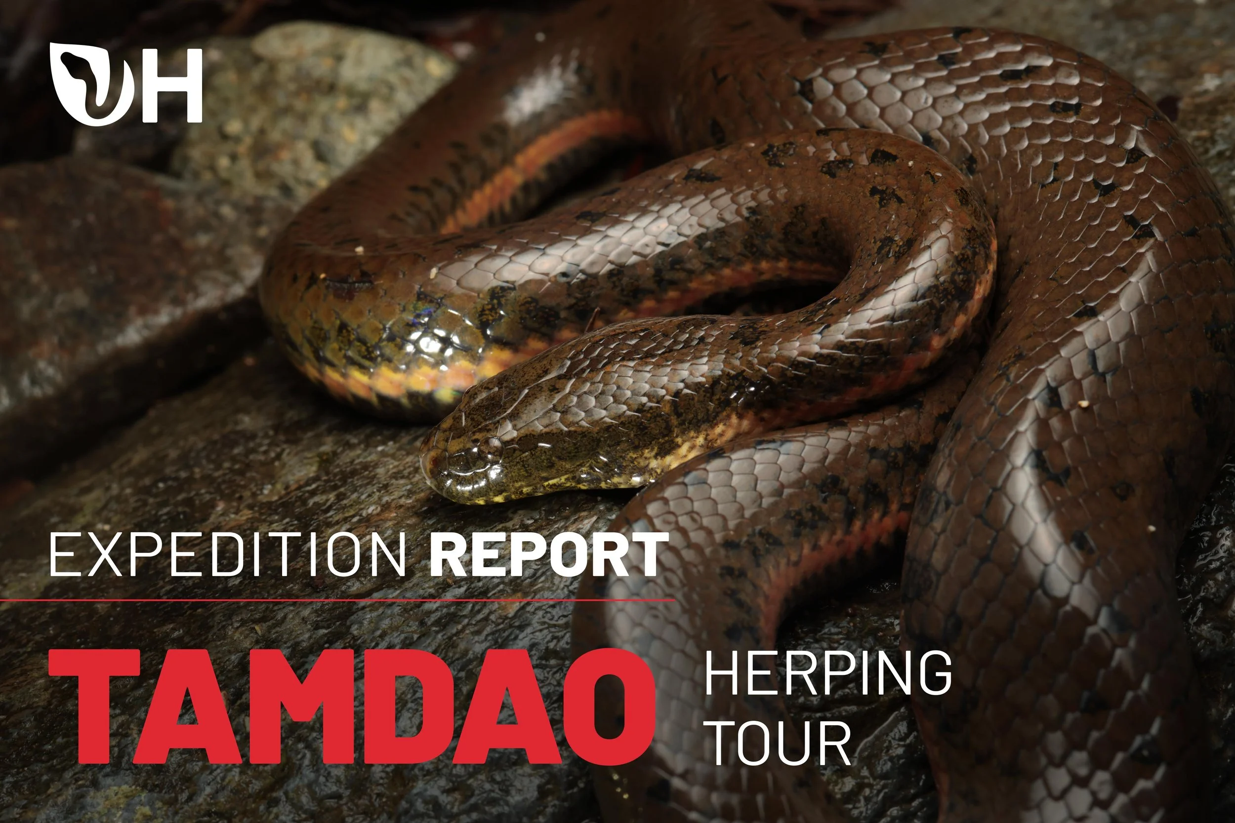Tam Dao Herping Tour Report (March 2026)