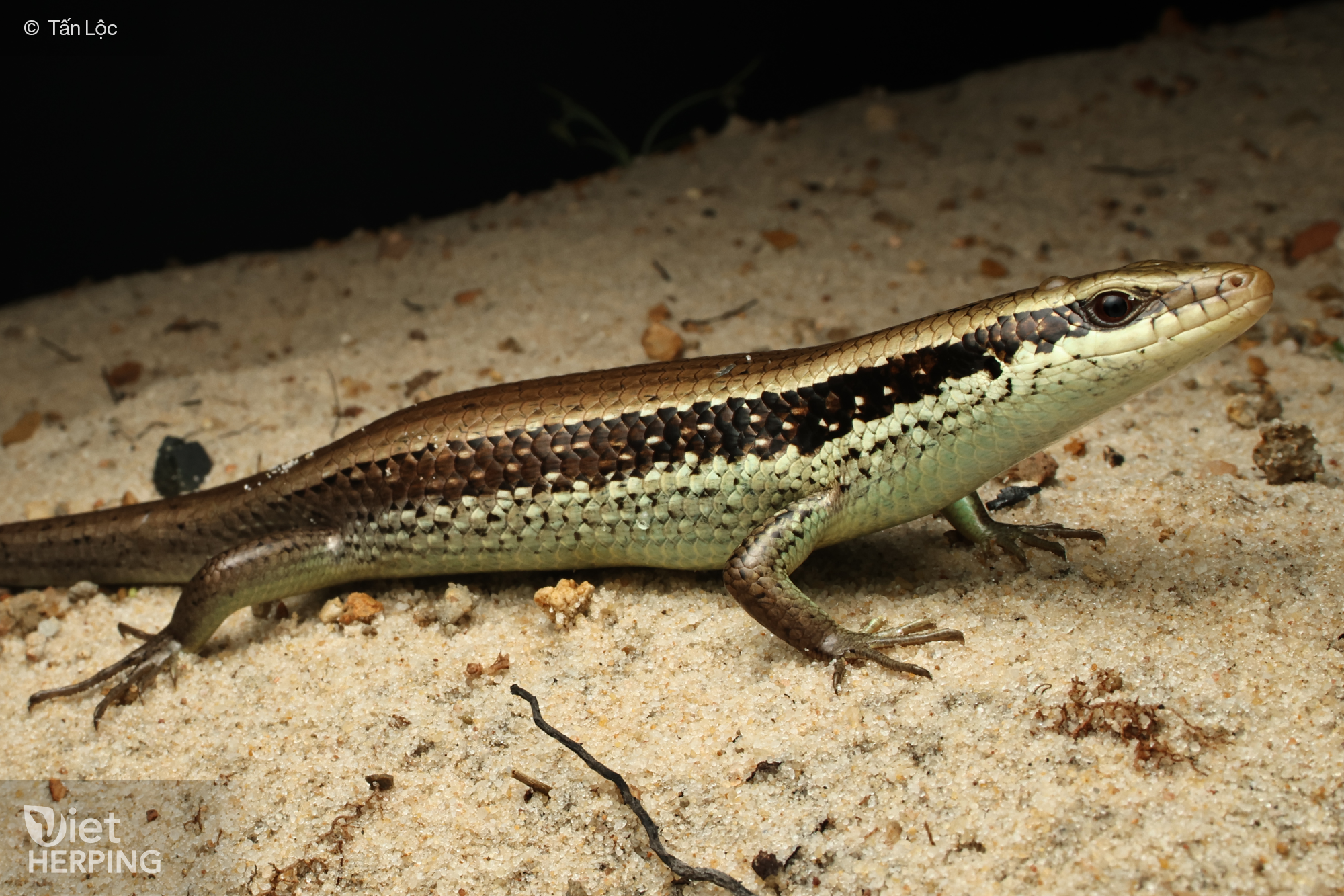 Skink Eutropis longicaudata on a forest-edge trail—Vietnam herping tour species; herpetology field observation in Vietnam wildlife.