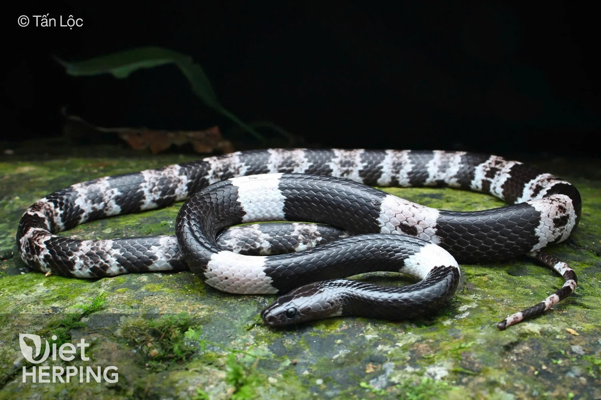 Bidoup National Park Wildlife Watching Tour: Discover Endemic ...