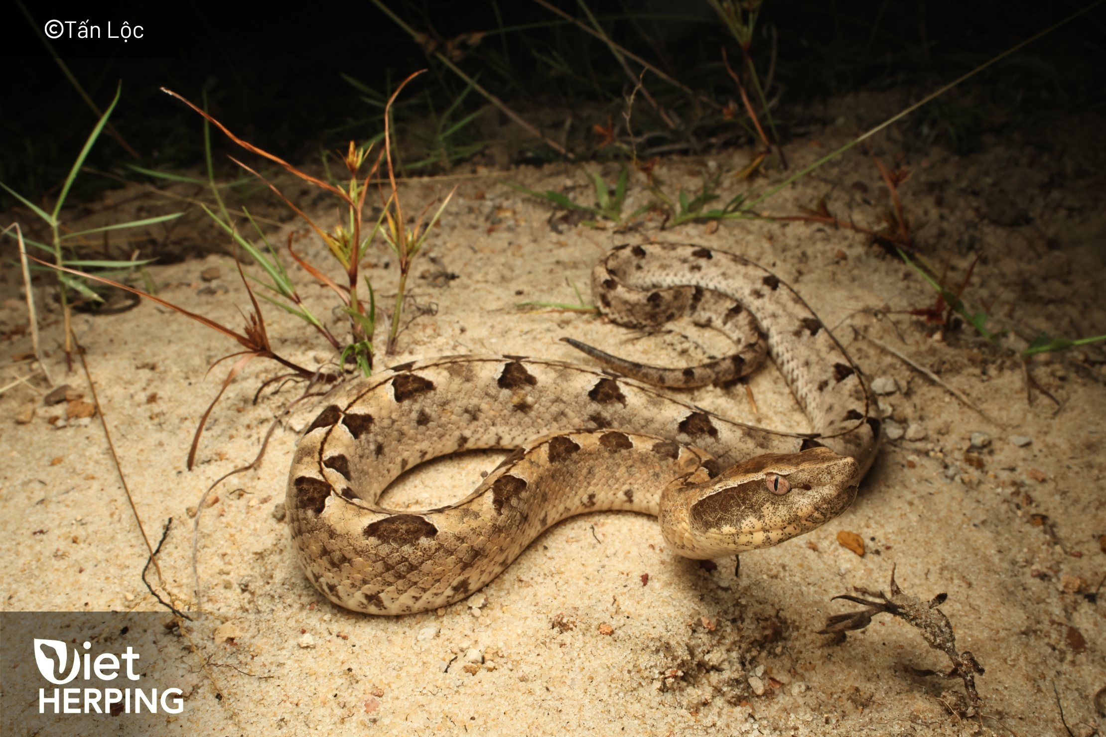 Malayan pit viper (Calloselasma rhodostoma) resting in dry sand habitat—wildlife Vietnam; safety-focused Muine snake tour for herping worldwide travelers.