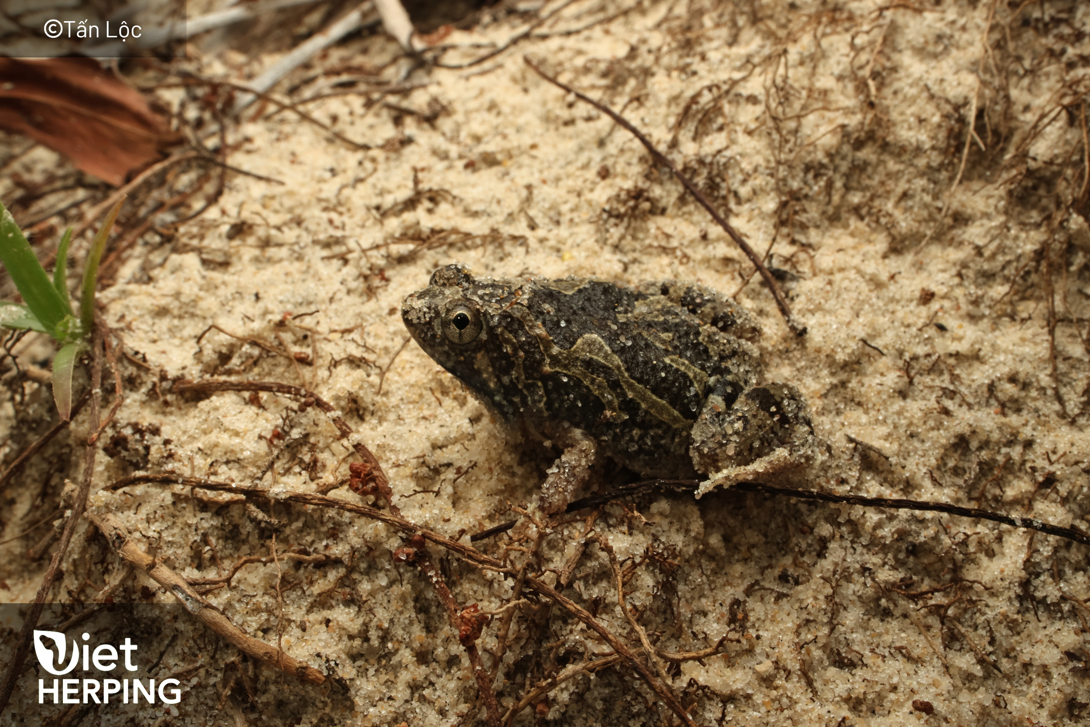 Microhyla picta after rain—night herping vietnam moment; Vietnam wildlife micro-fauna for herping worldwide field trips.