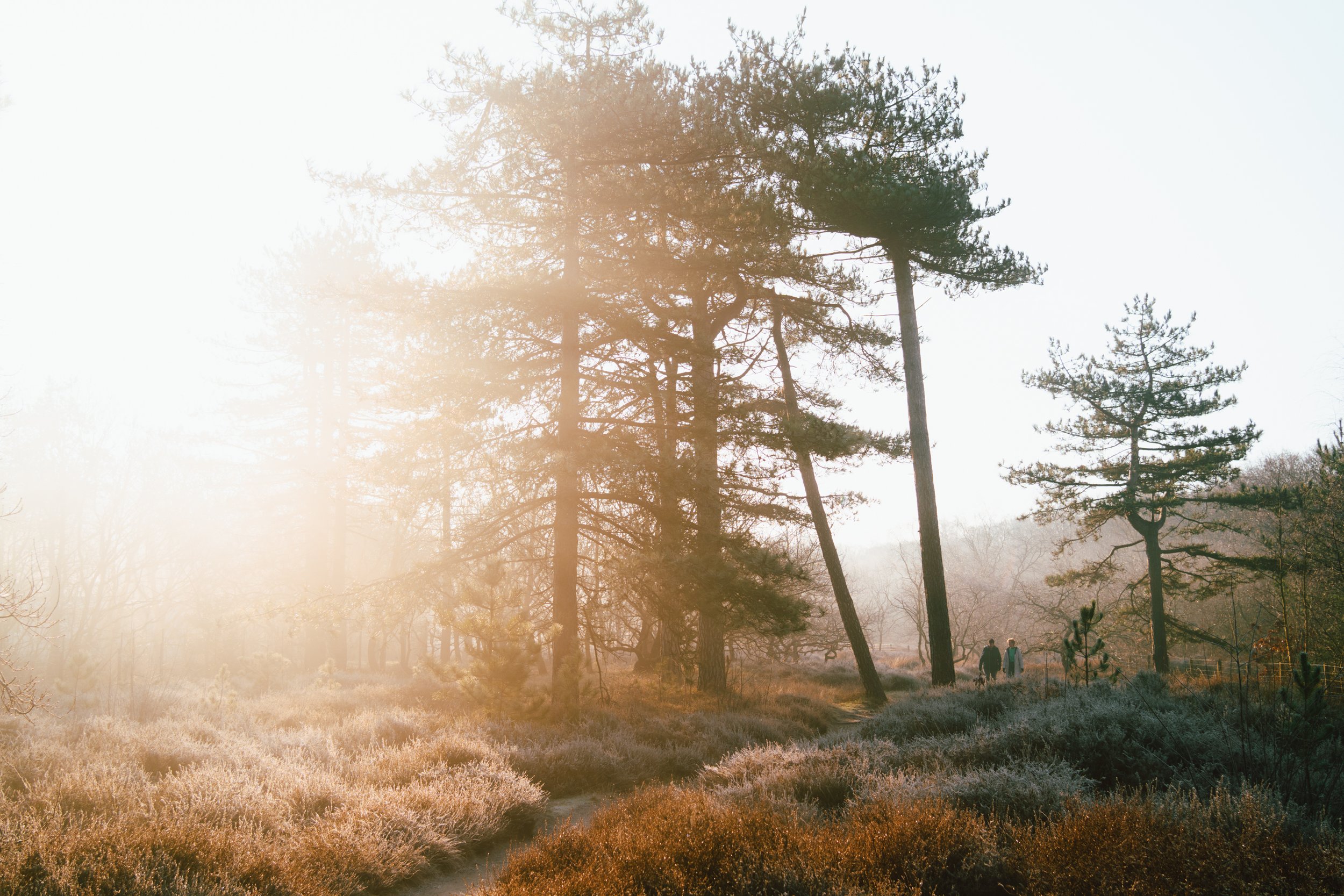 Photowalk: Nature Reserve Solleveld, The Hague
