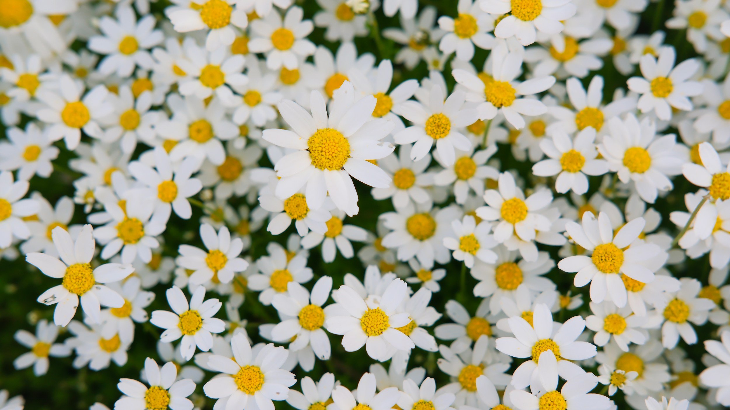 Close-up of a cluster of small white daisies with yellow centers.
