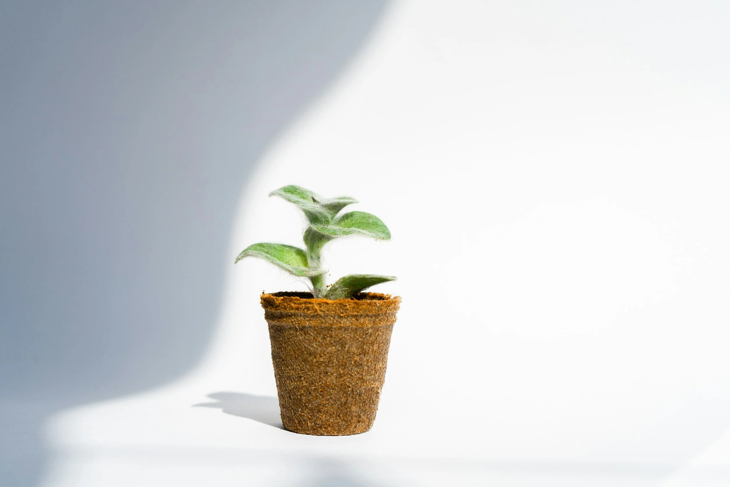 A small green plant growing in a brown biodegradable pot, with soil at the top, on a white background.