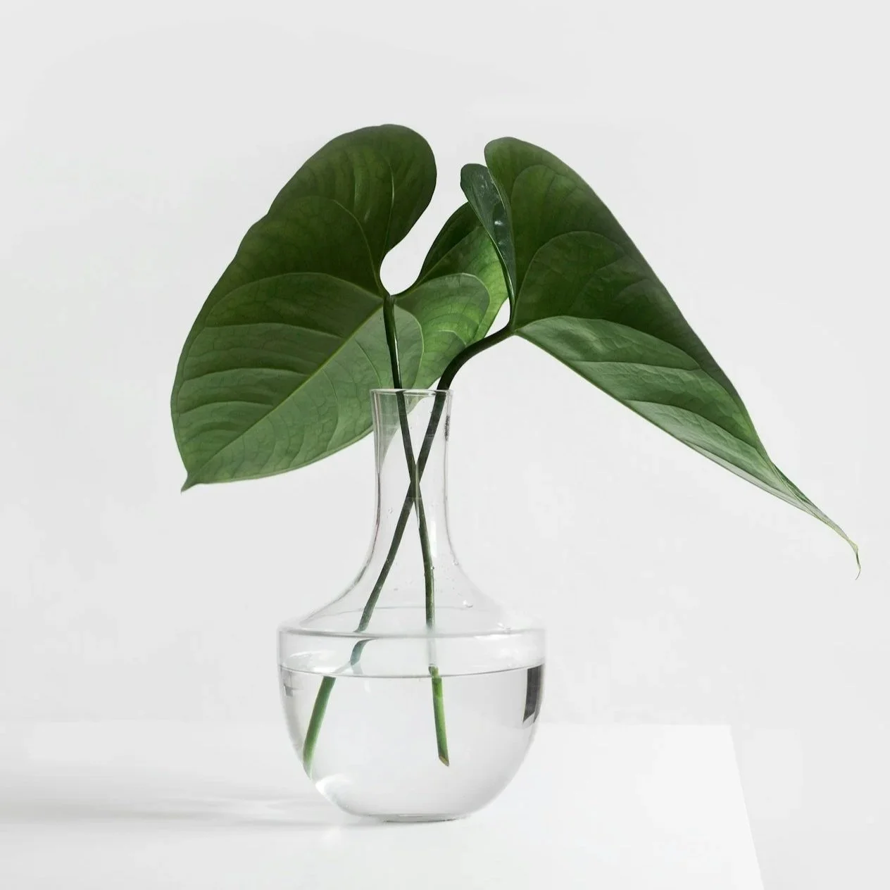 Green houseplant with large leaves in a clear glass vase filled with water, against a plain white background.