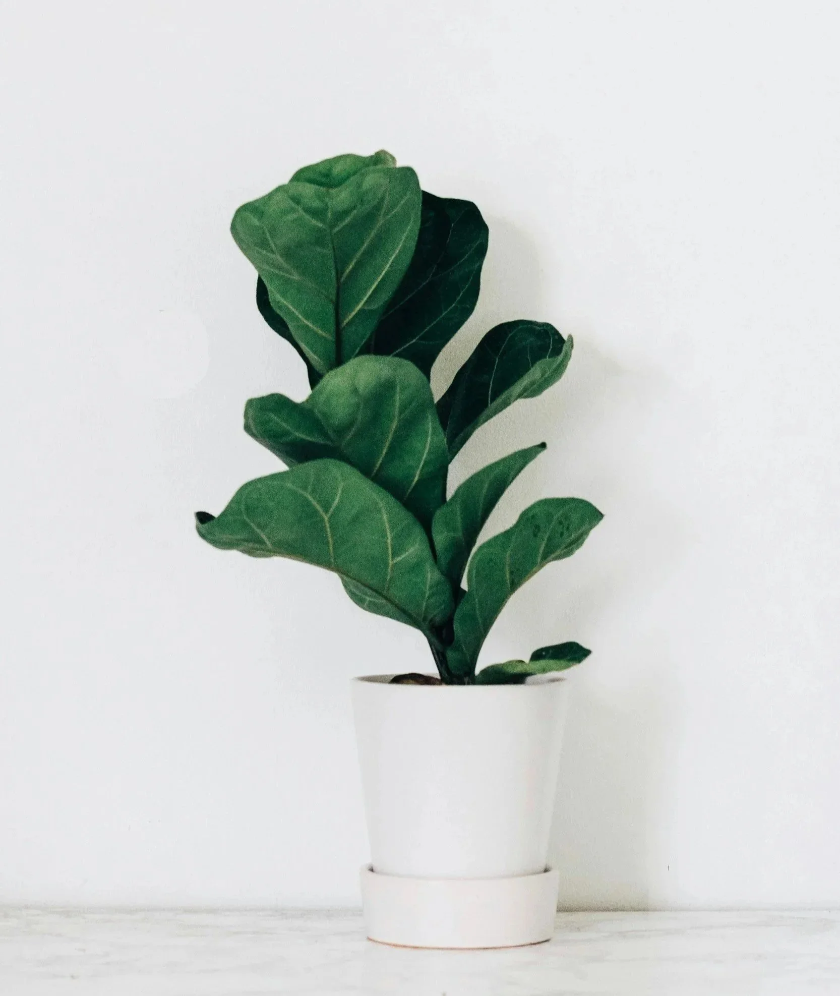 A potted houseplant with large green leaves sitting on a white surface against a plain white background.