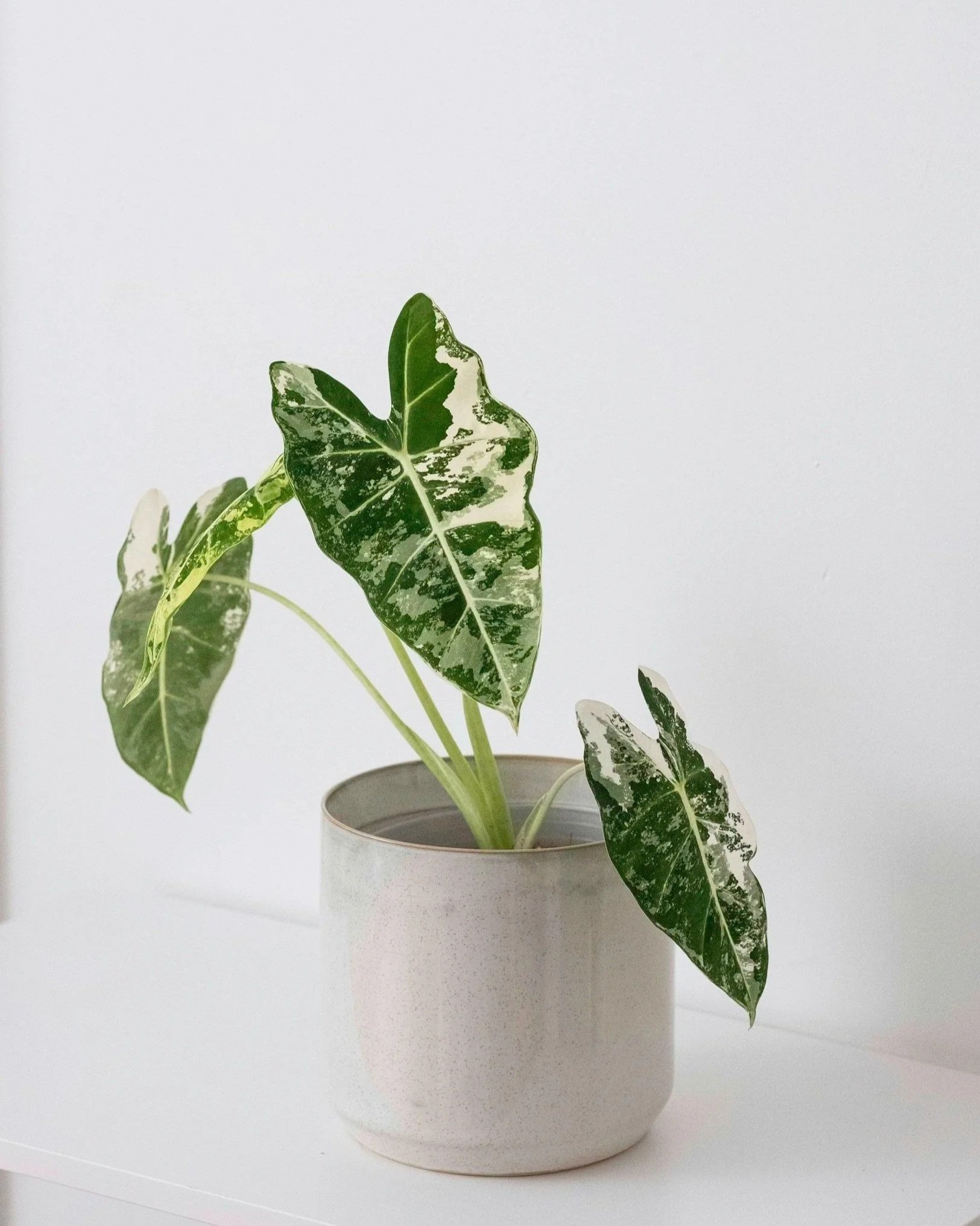 A potted plant with variegated green and white leaves on a white surface against a plain white background.